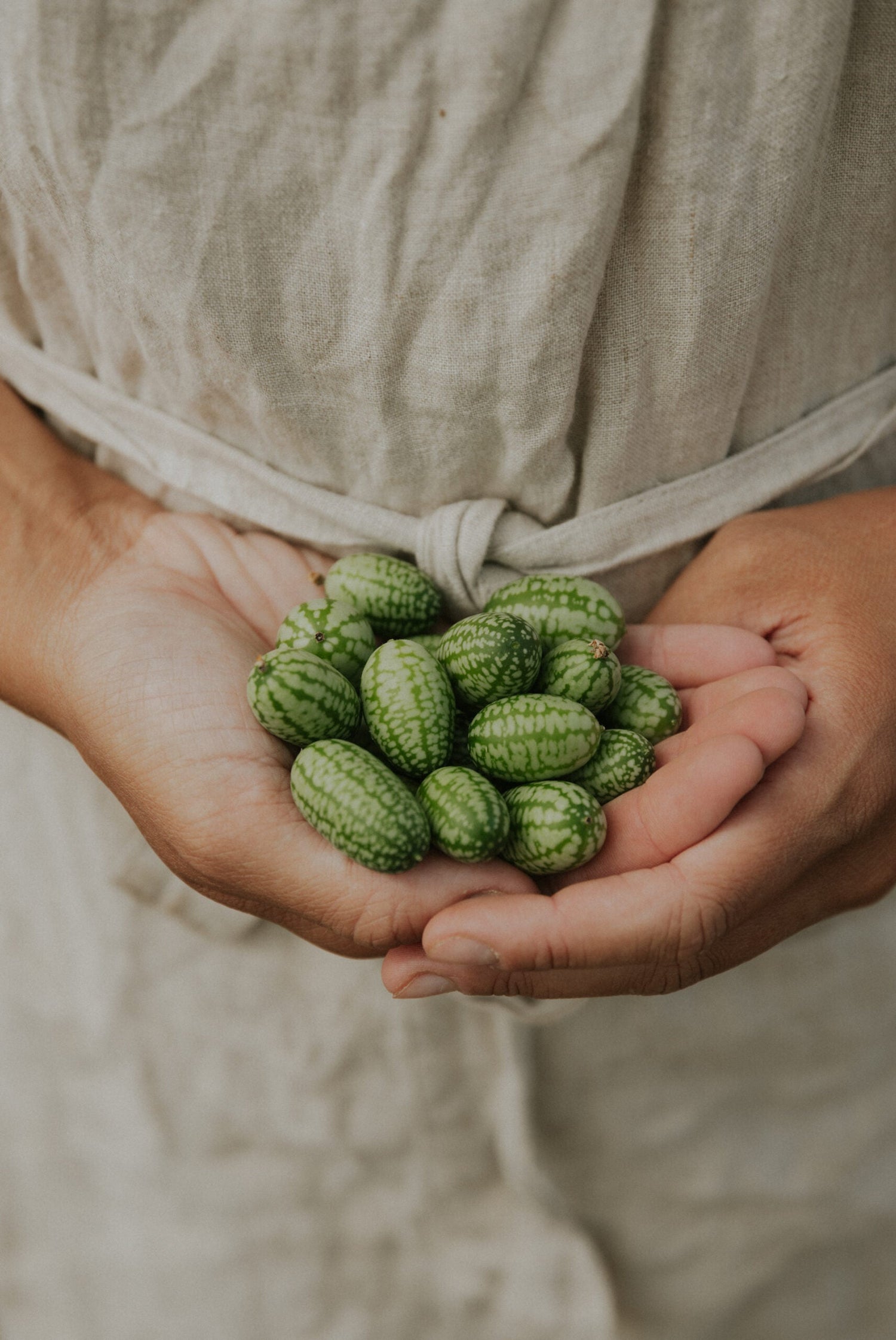 Djungelgurka - Mouse Melon