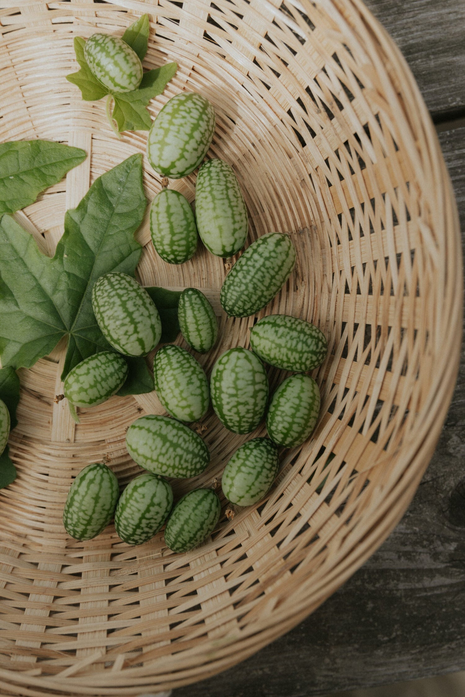 Djungelgurka - Mouse Melon