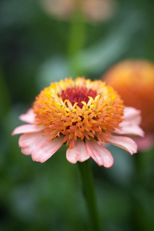 Zinnia - Zinderella Peach