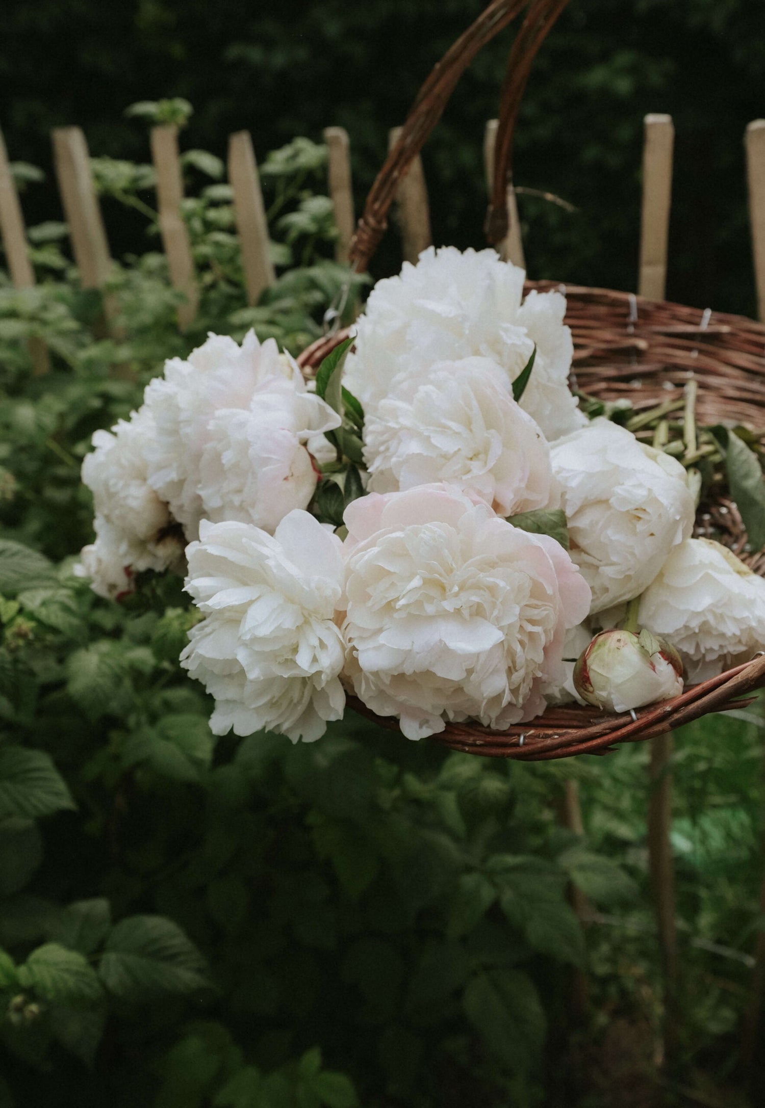 Peony - Colonel Owen Cousins