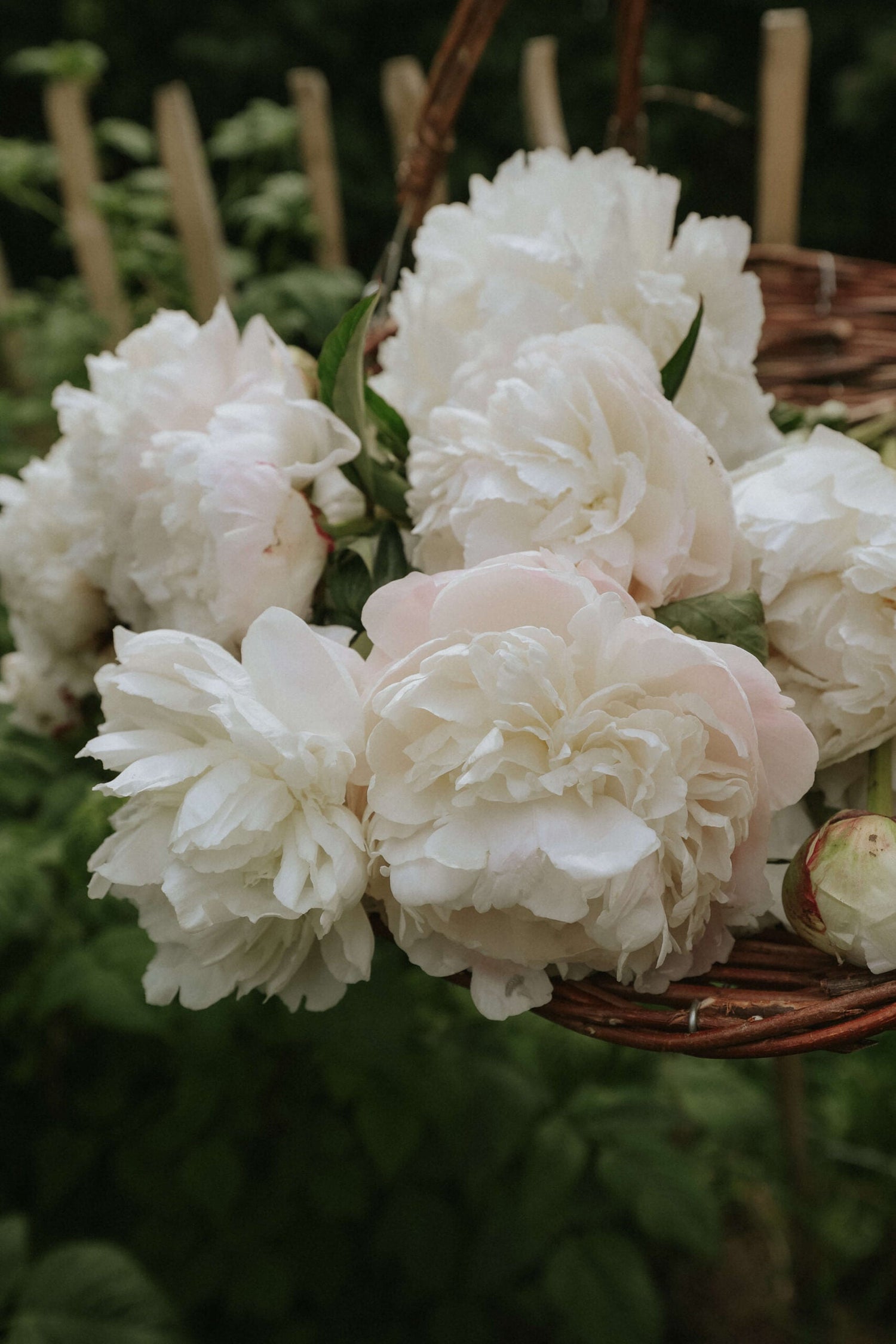 Peony - Colonel Owen Cousins