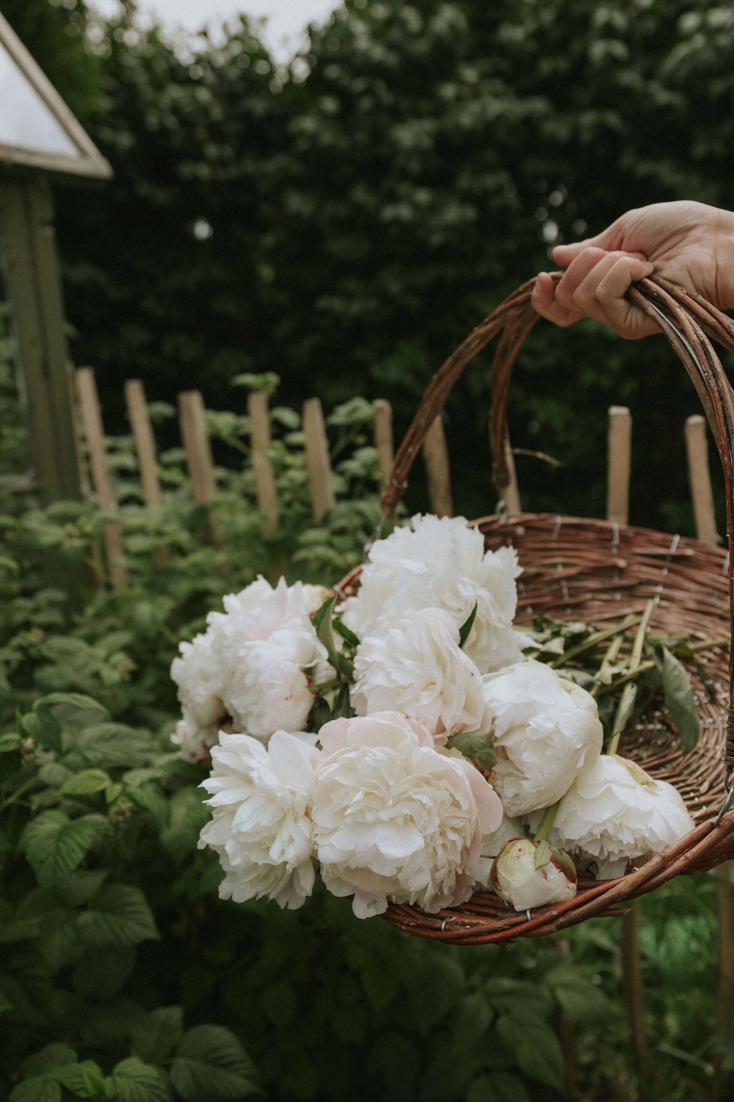 Pfingstrose - Colonel Owen Cousins