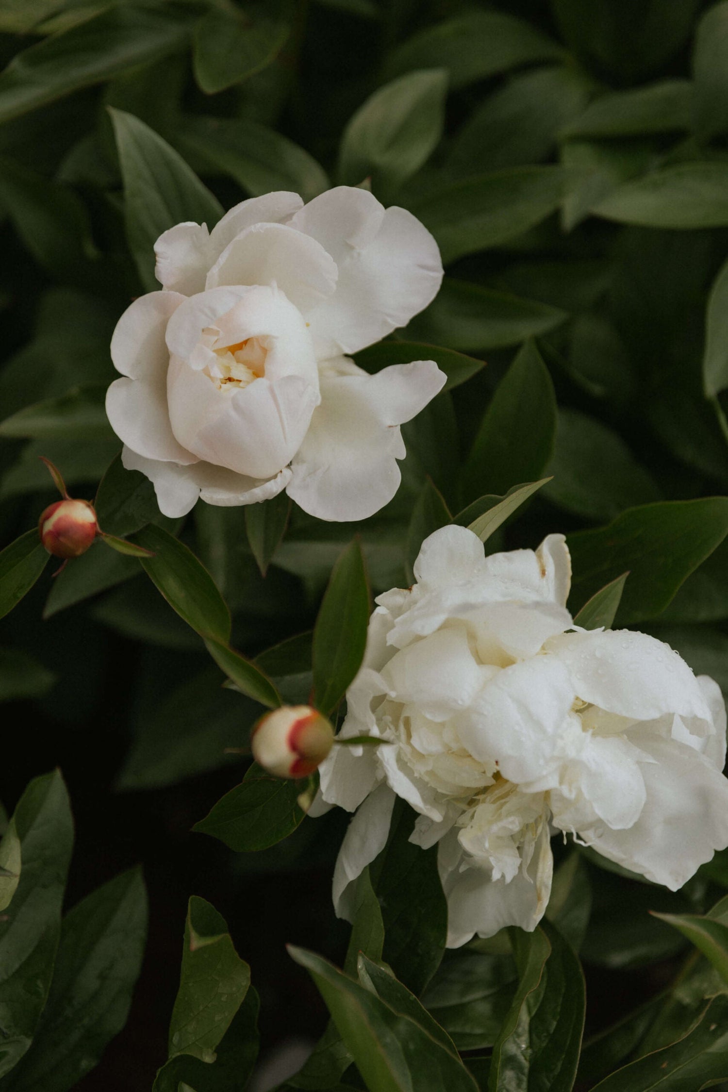 Peony - Fringed Ivory