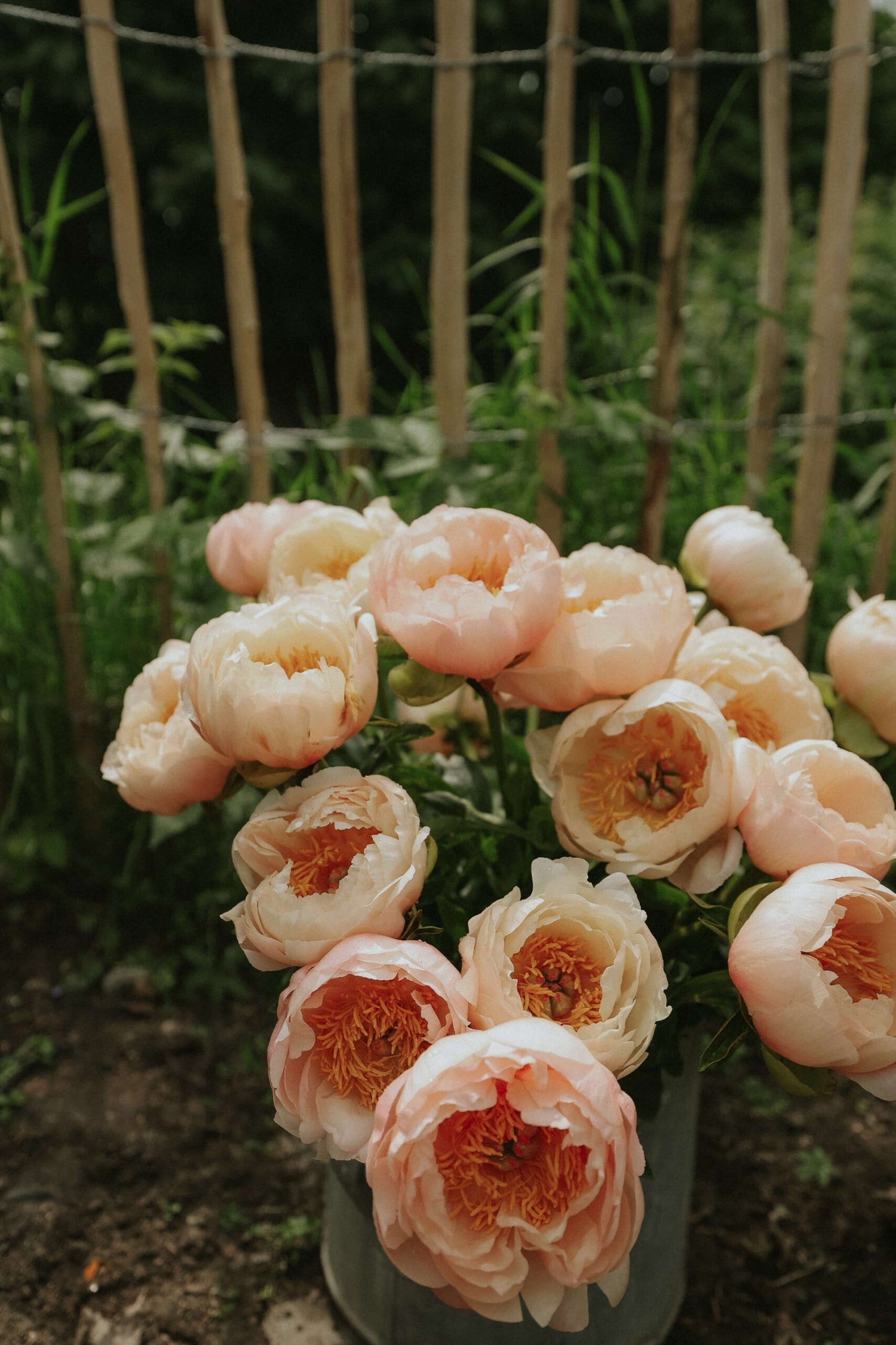 Pfingstrose - King's Day