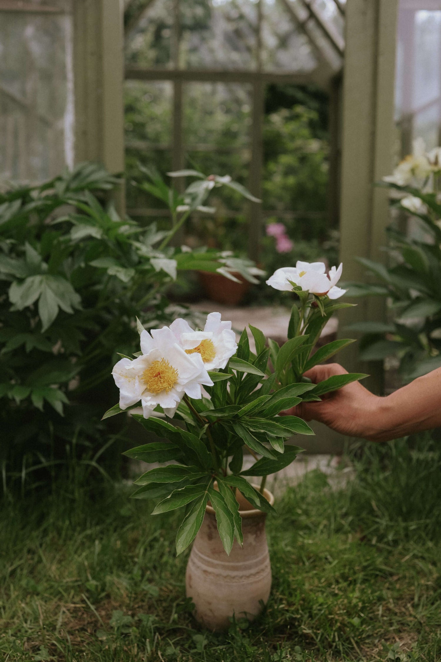 Patio Peony - Madrid