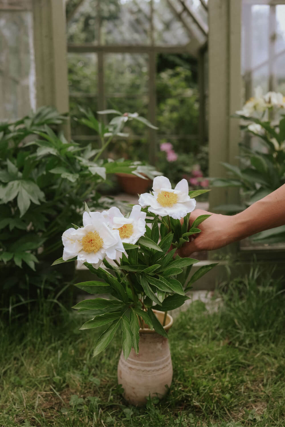 Patio Peony - Madrid