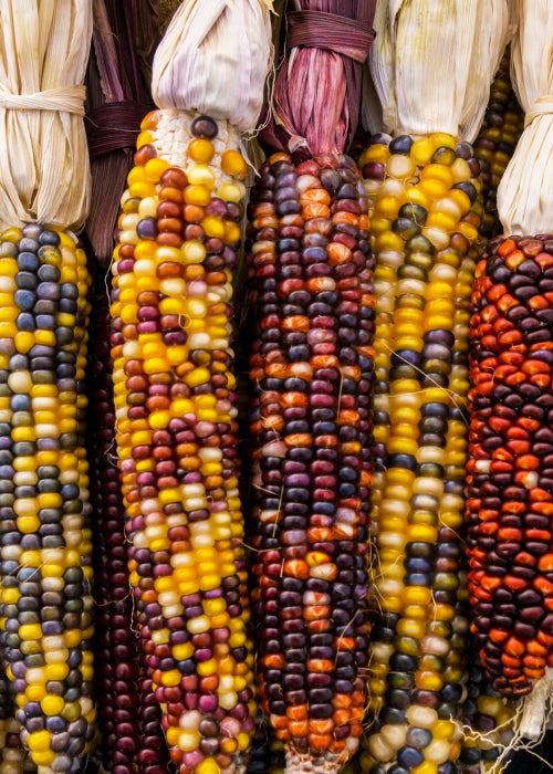 corn seeds for garden Corn seeds - Amero Rainbow