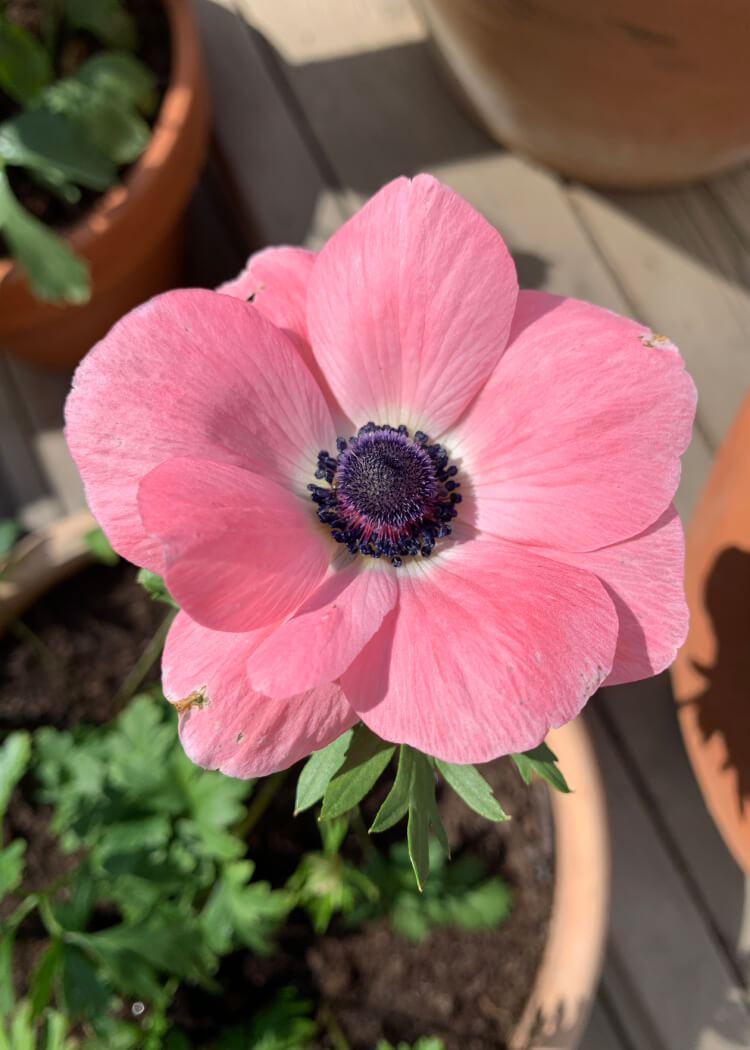 Anemon - Mistral Rosa Chiaro