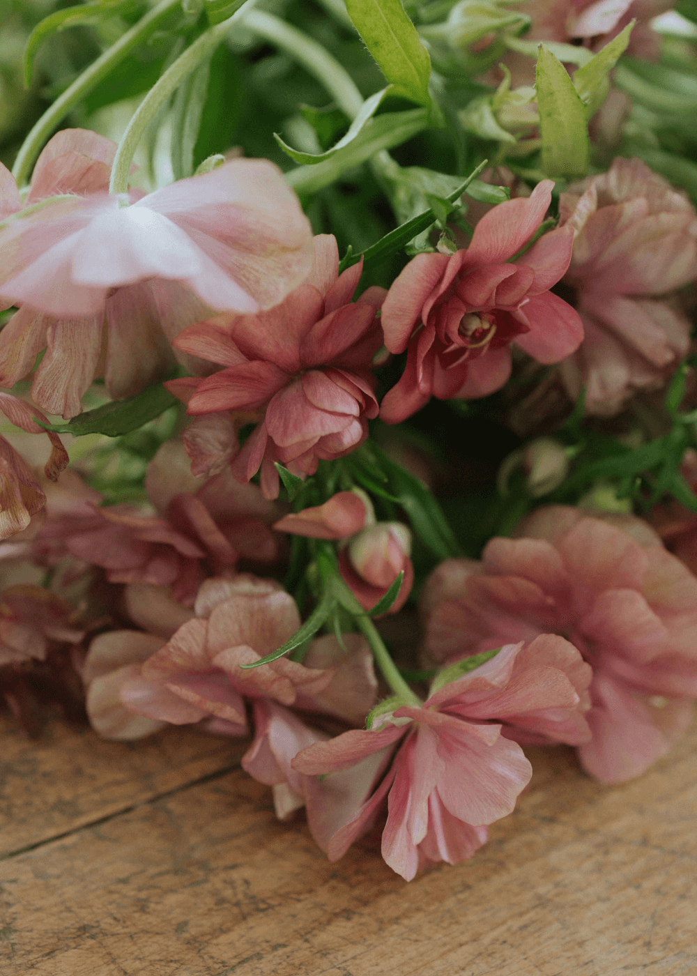 Renoncule Butterfly - Musa