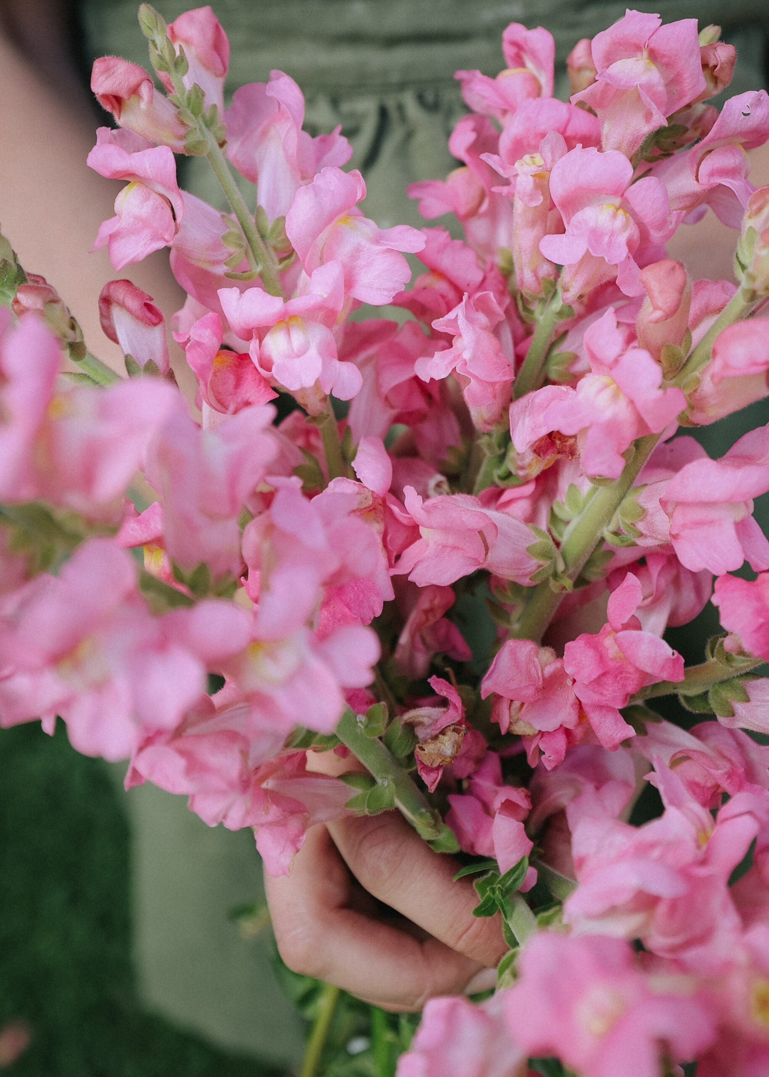 Snapdragon - The Rose