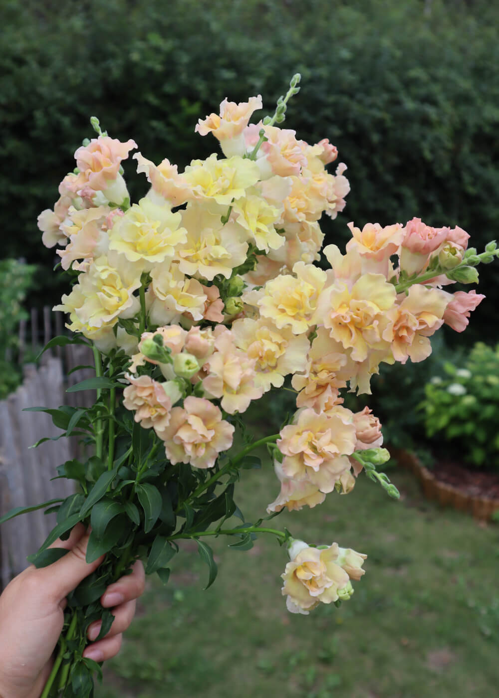 Snapdragon - Snapstar Champagne