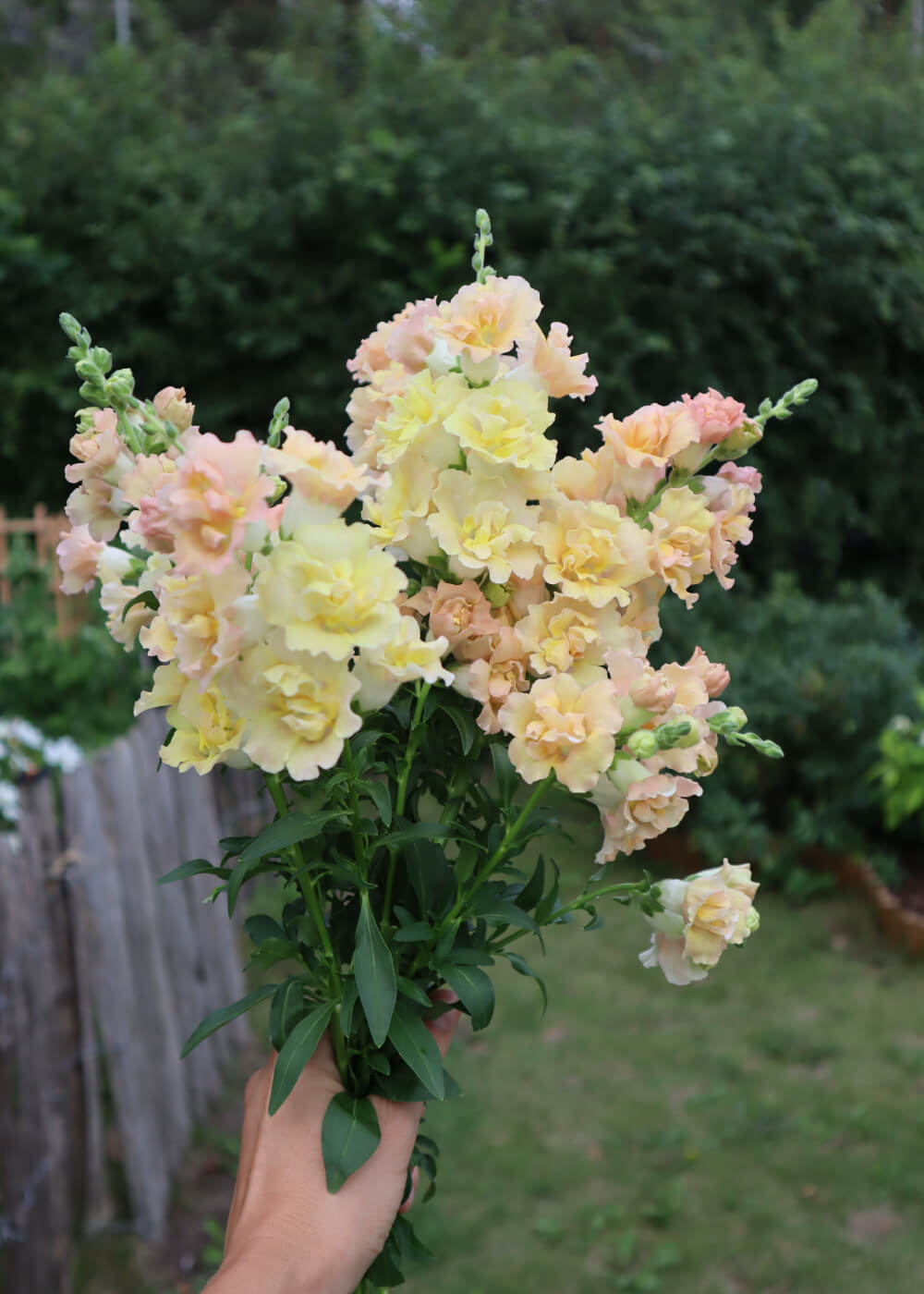 Snapdragon - Snapstar Champagne