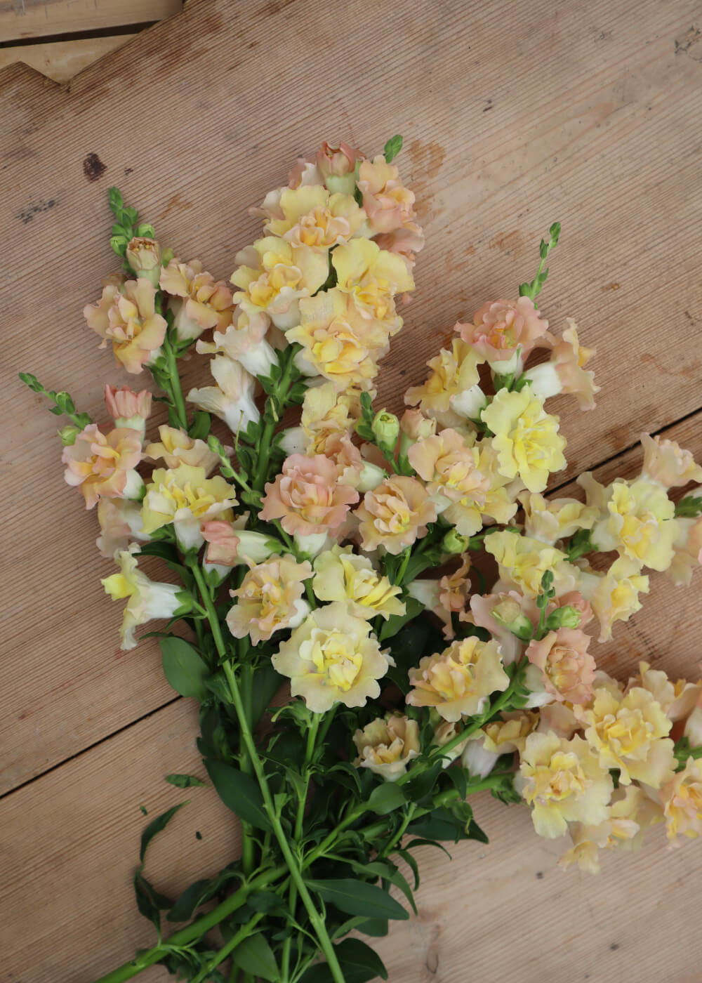 Snapdragon - Snapstar Champagne