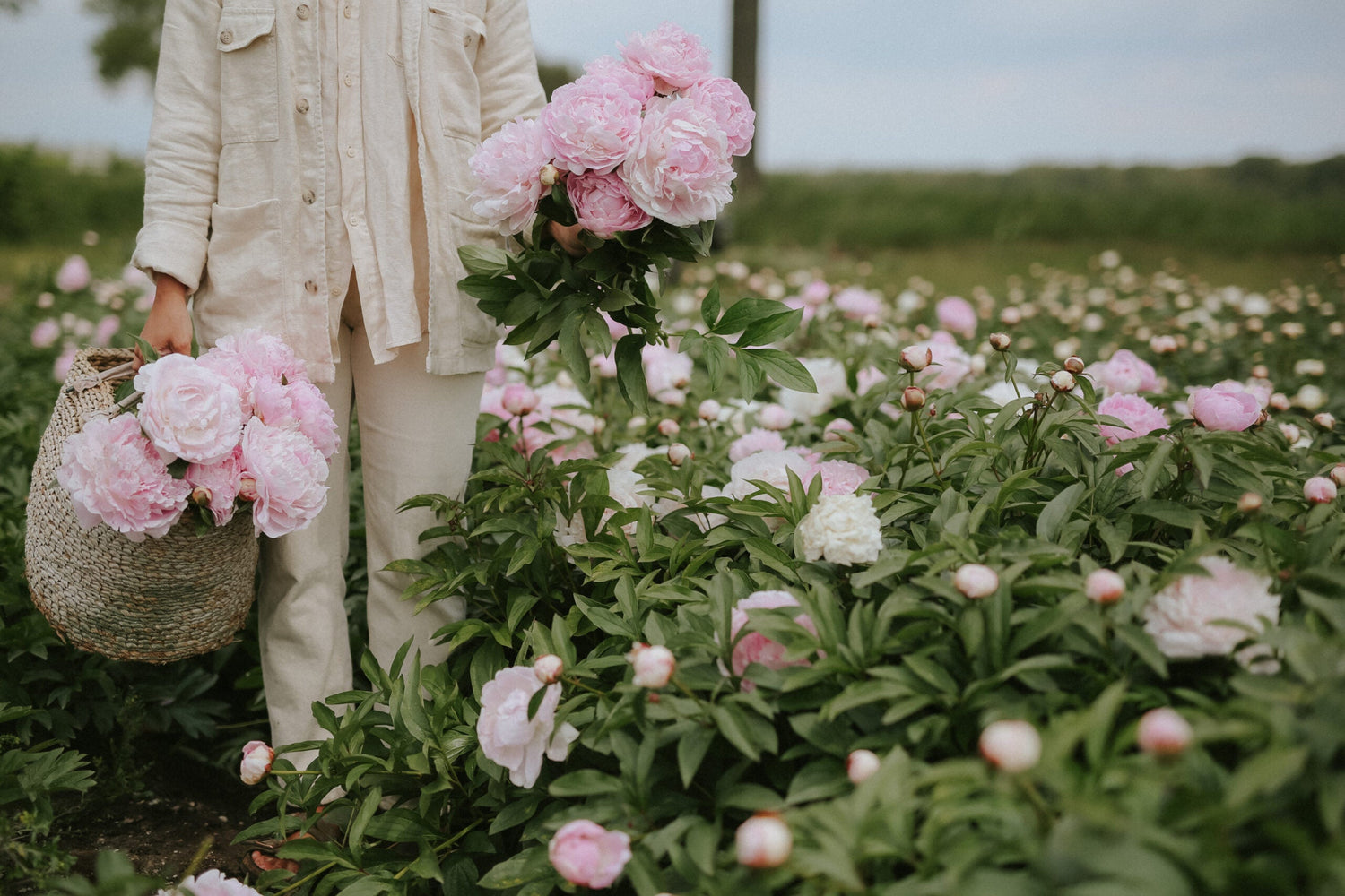 Pfingstrose - Sea Shell