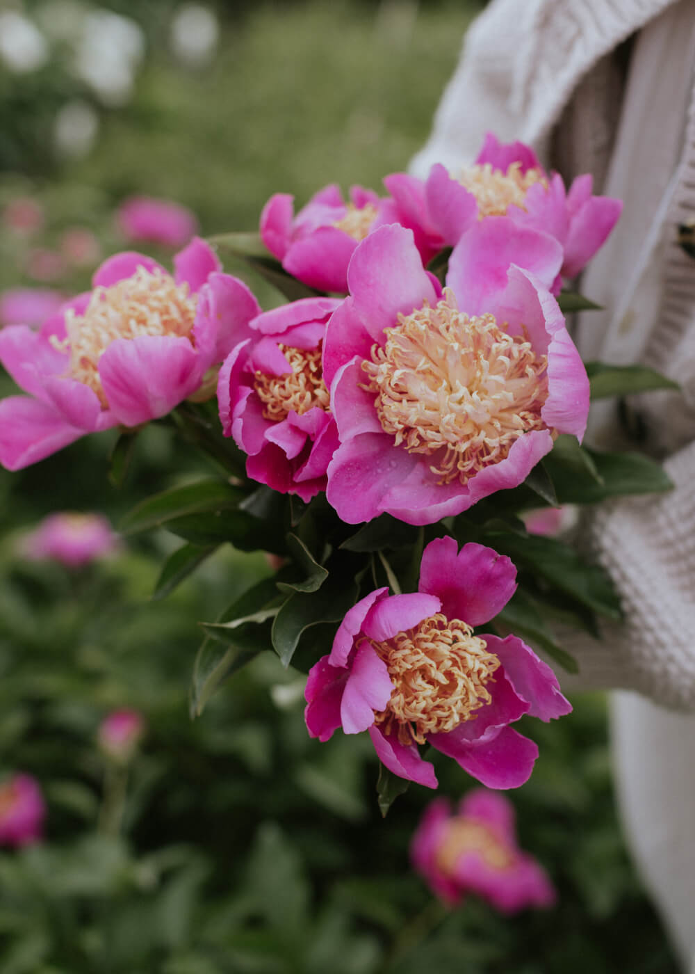 Pion - Bowl of Beauty