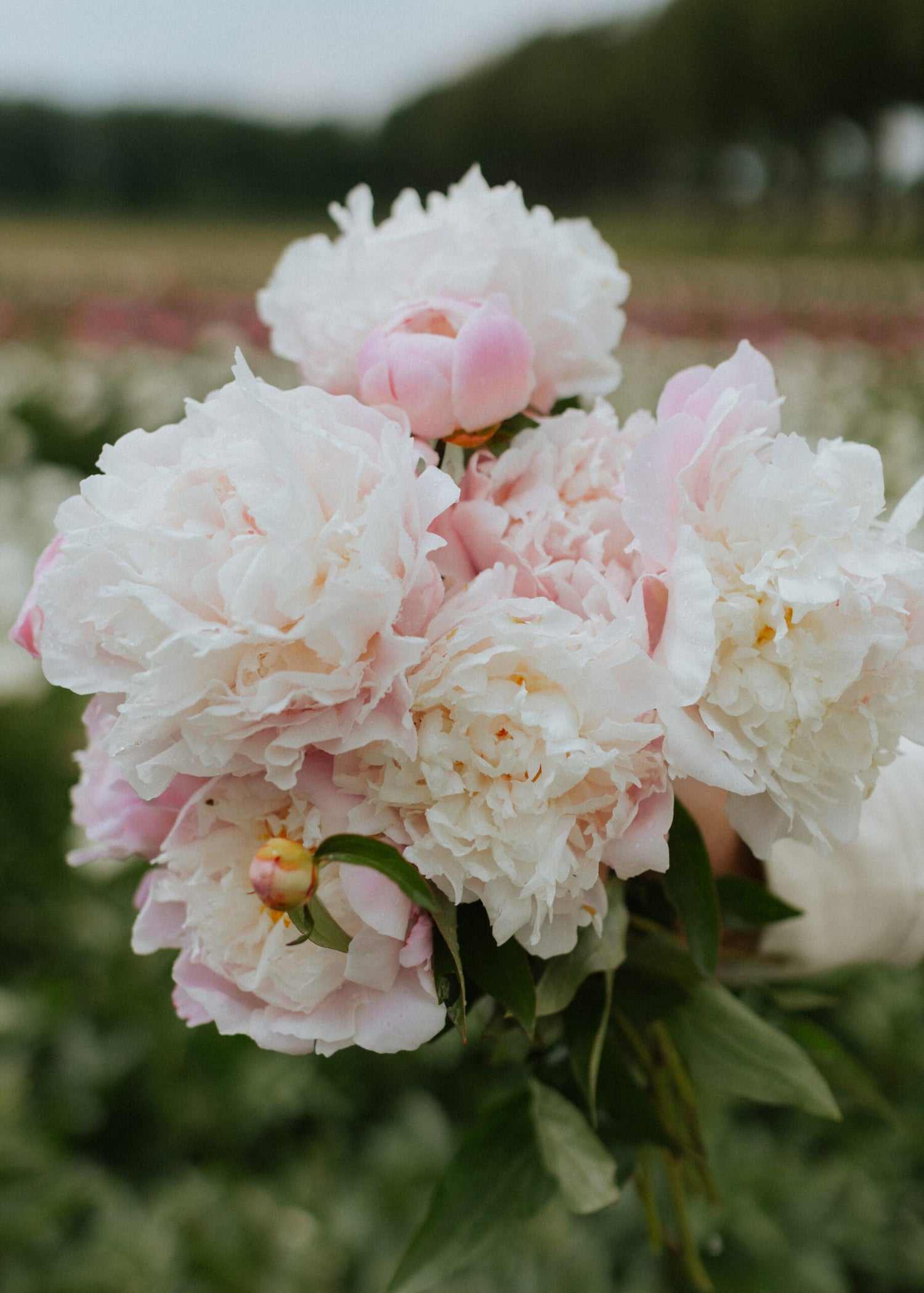 Pion - Catharina Fontijn
