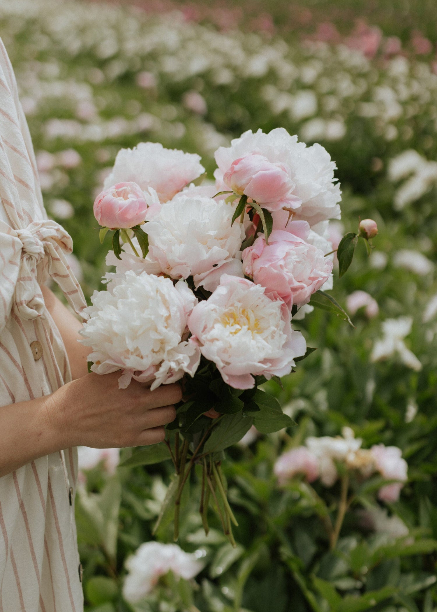 Pion - Catharina Fontijn