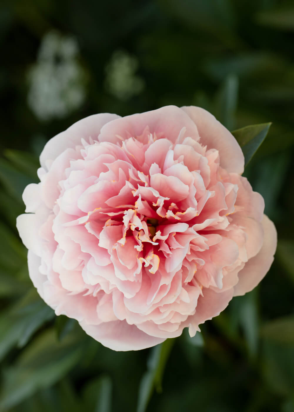 Peony - Lorelei