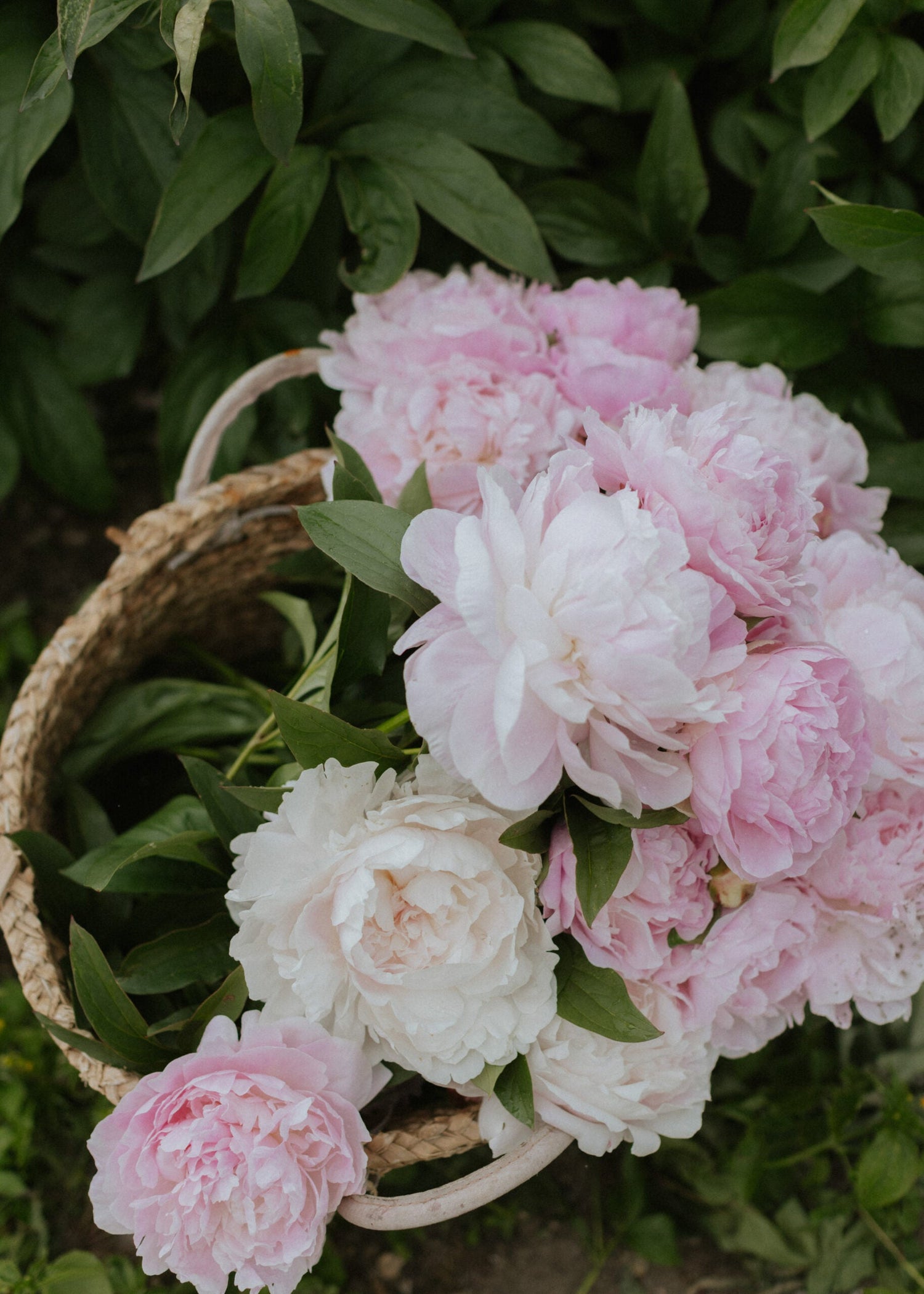 Pfingstrose - Nancy Nora