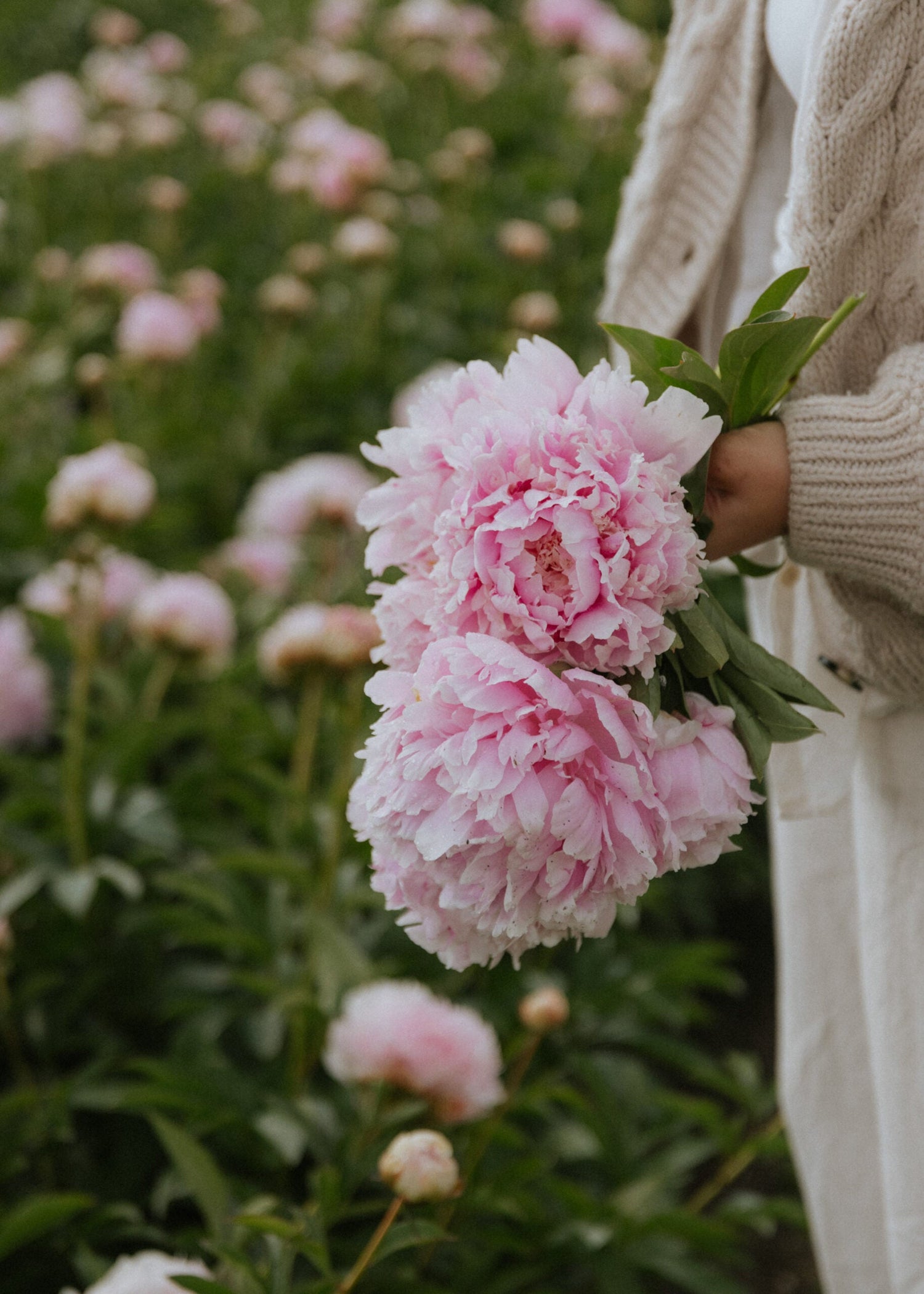 Pfingstrose - Nancy Nora