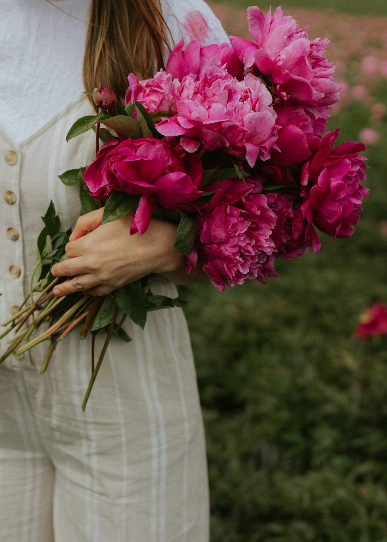 Peony - Red Sarah Bernardt