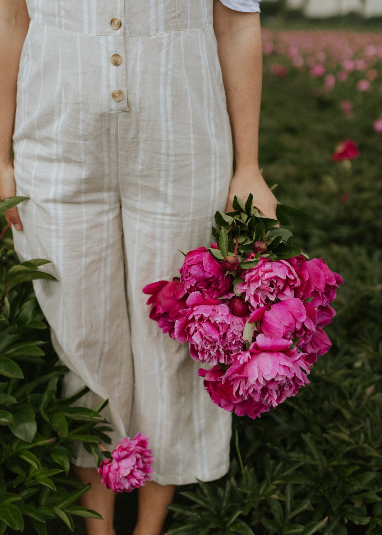 Pfingstrose - Red Sarah Bernardt