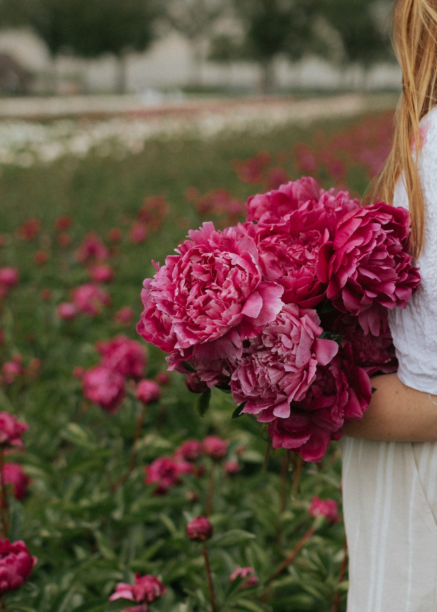 Peony - Red Sarah Bernardt