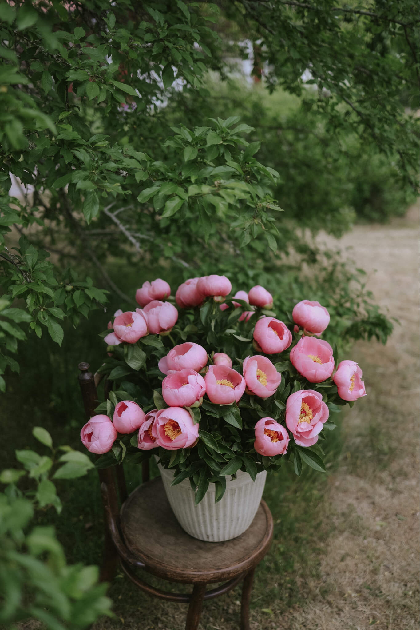 Peony - Salmon Dream