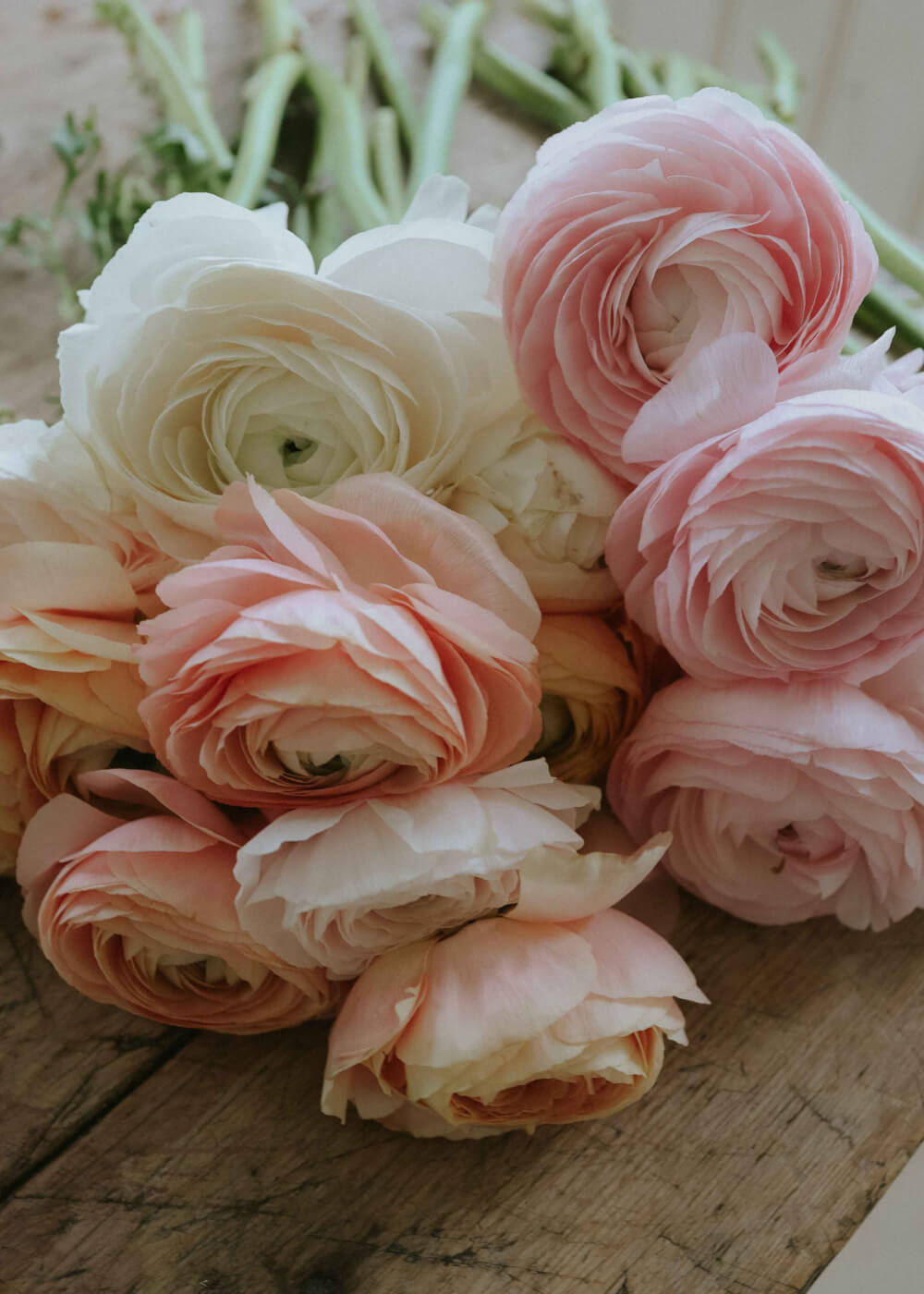 Ranunculus - Elegance Pastello Mix