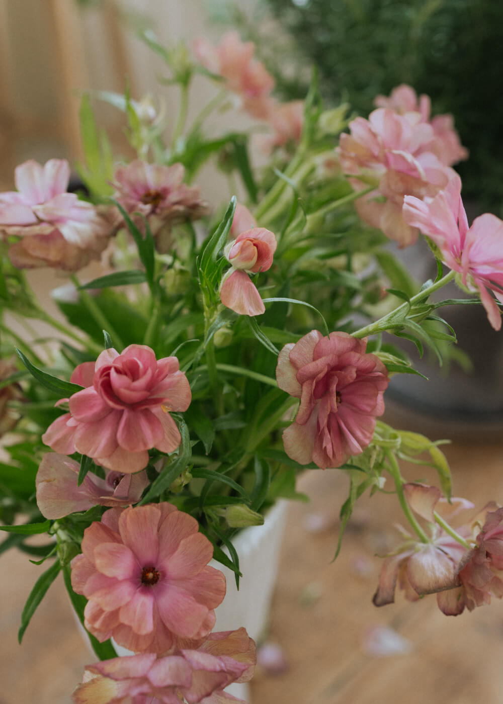Butterfly Ranunculus - Musa