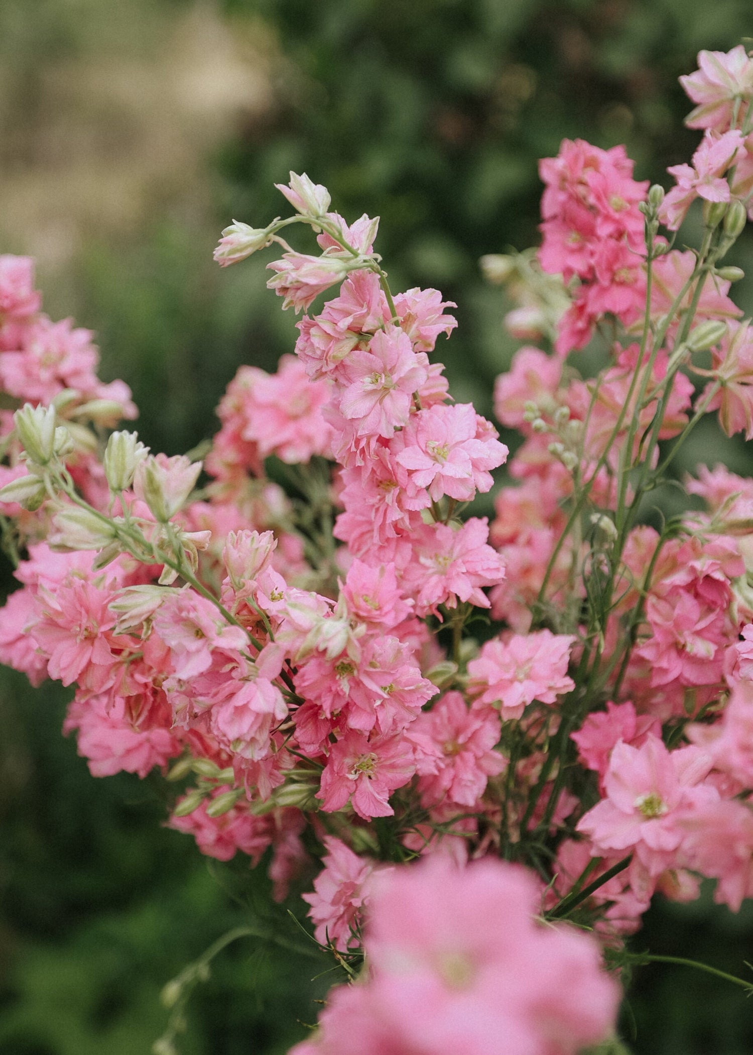 Larkspur - Rose Queen, Deep Pink