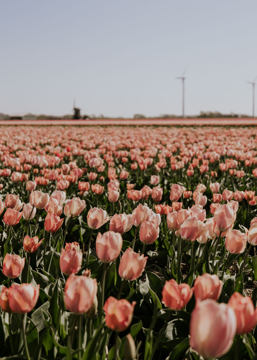 Tulip - Salmon van Eijk