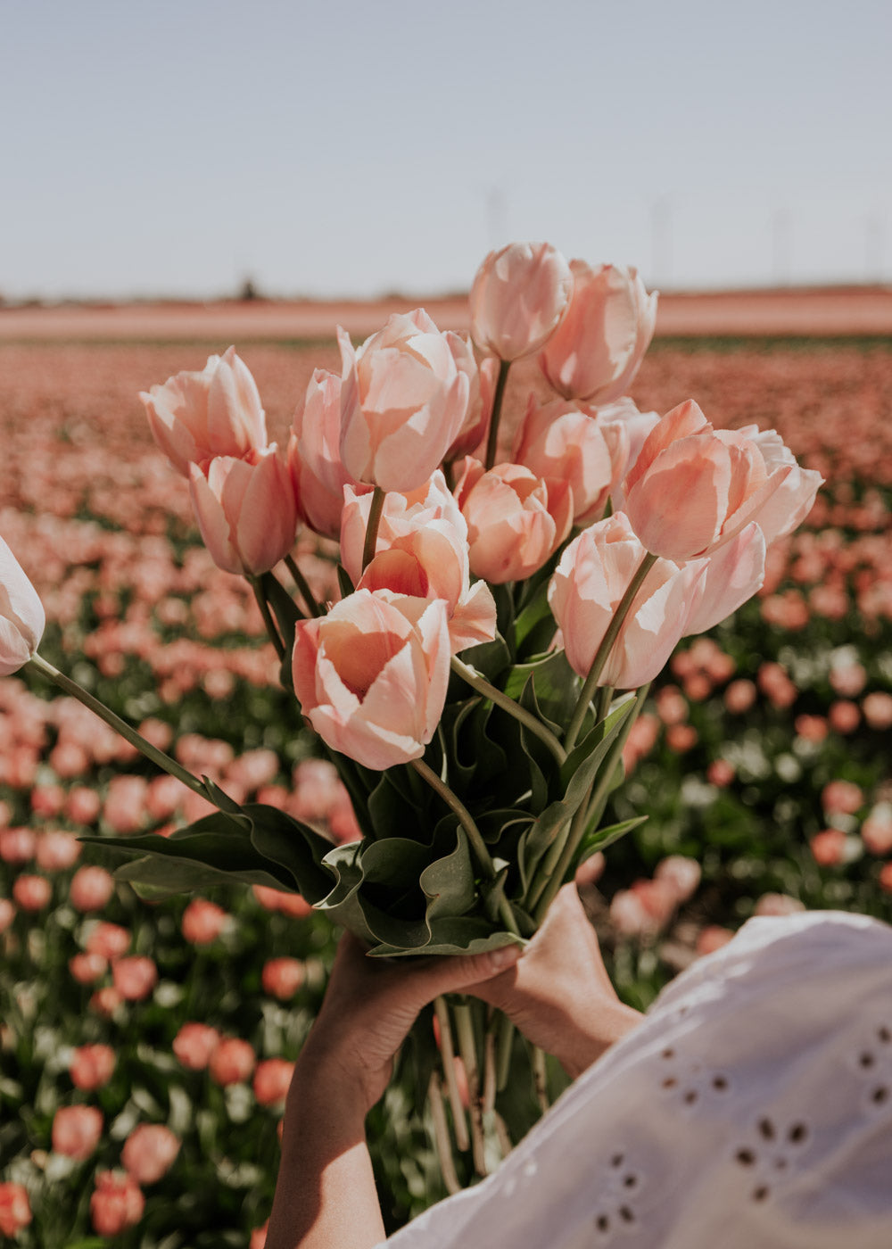 Tulip - Salmon van Eijk