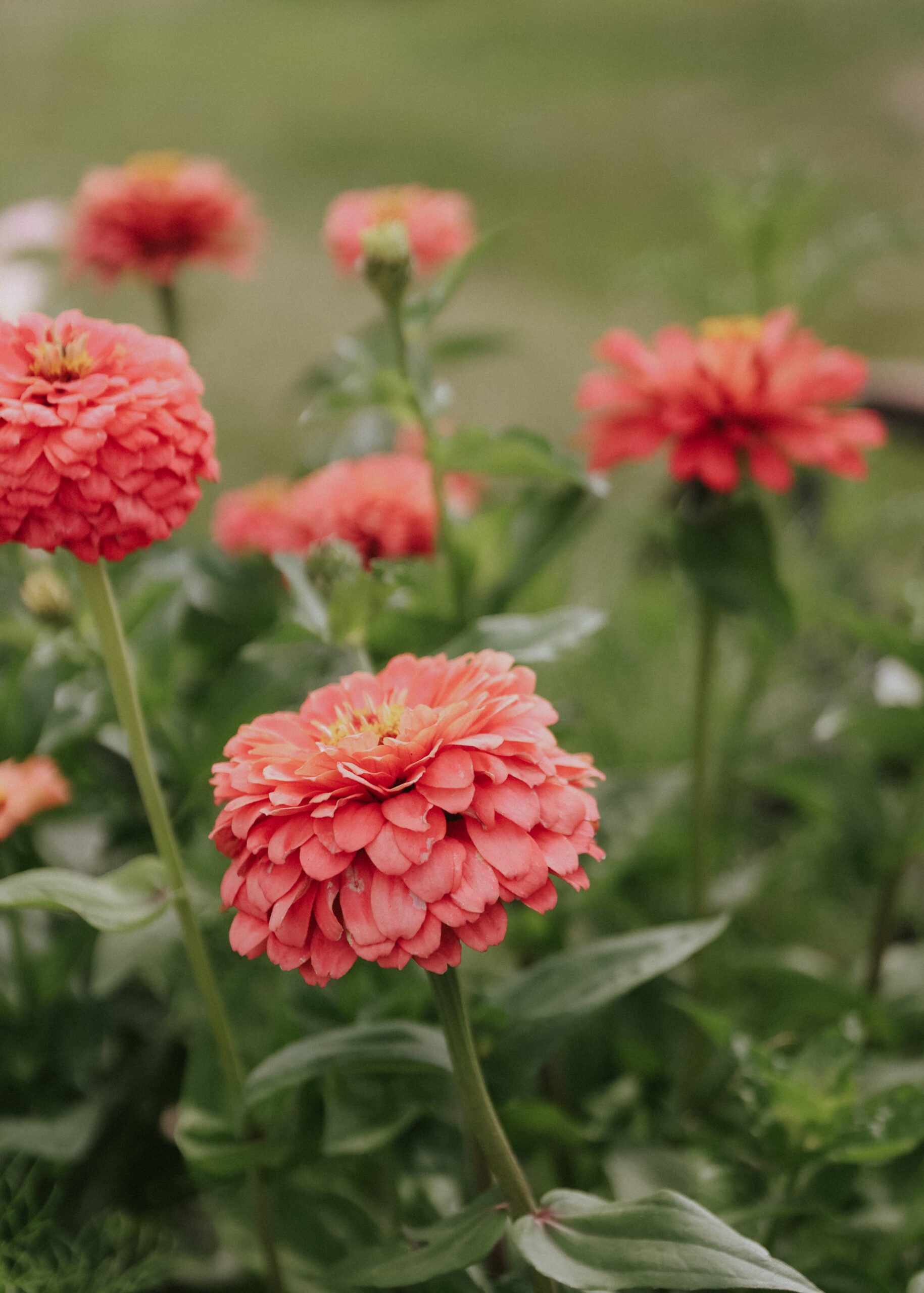 Seeds Zinnia - Salmon Queen - buy seeds online – Florea Garden