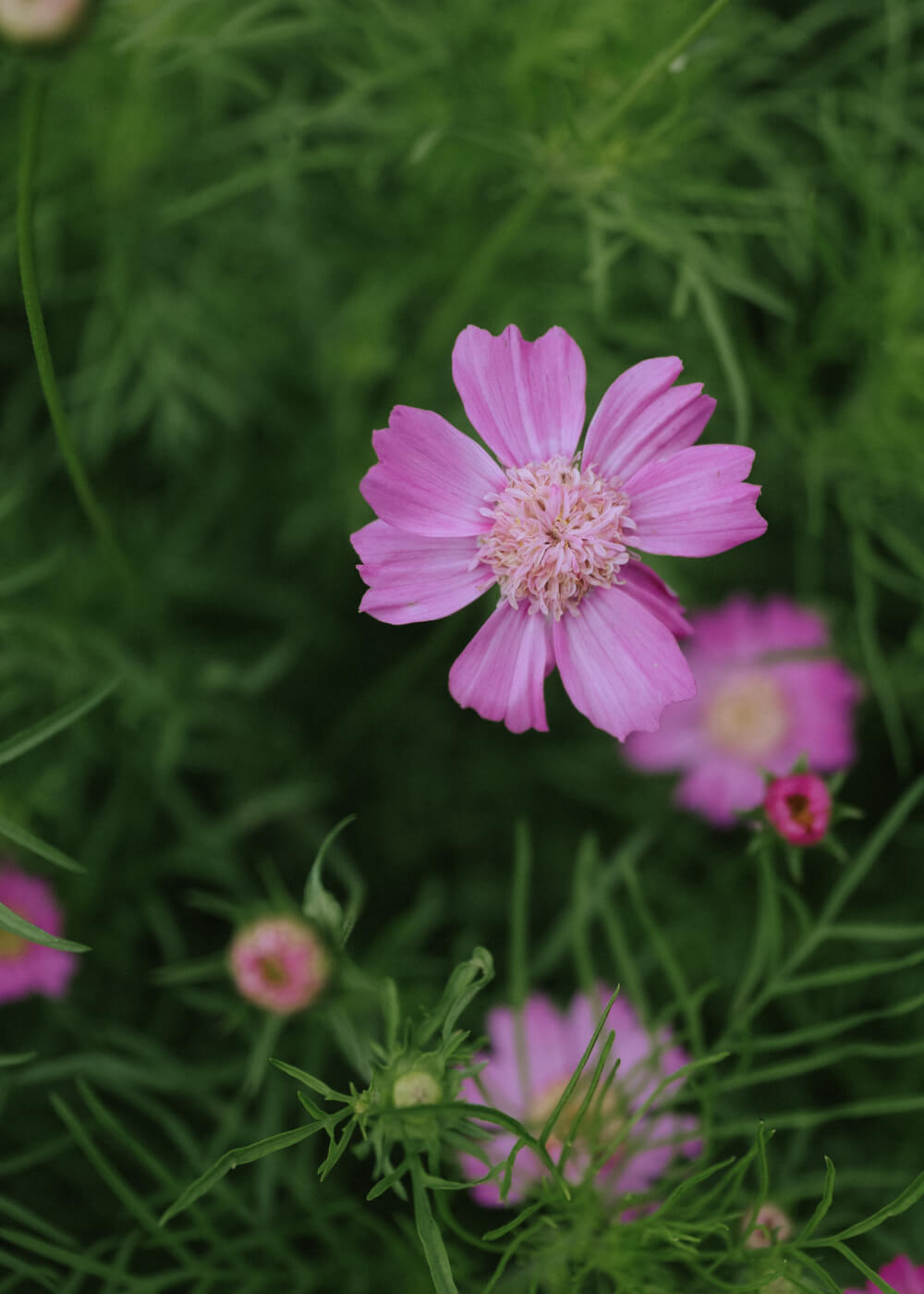 Cosmos - Pink Popsocks