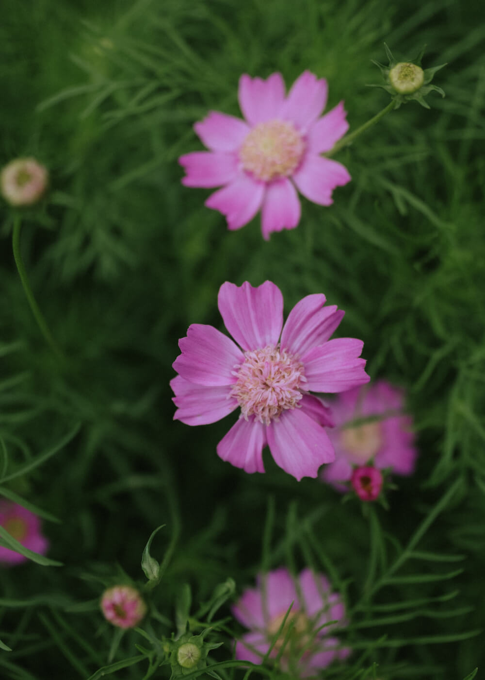 Cosmos - Pink Popsocks