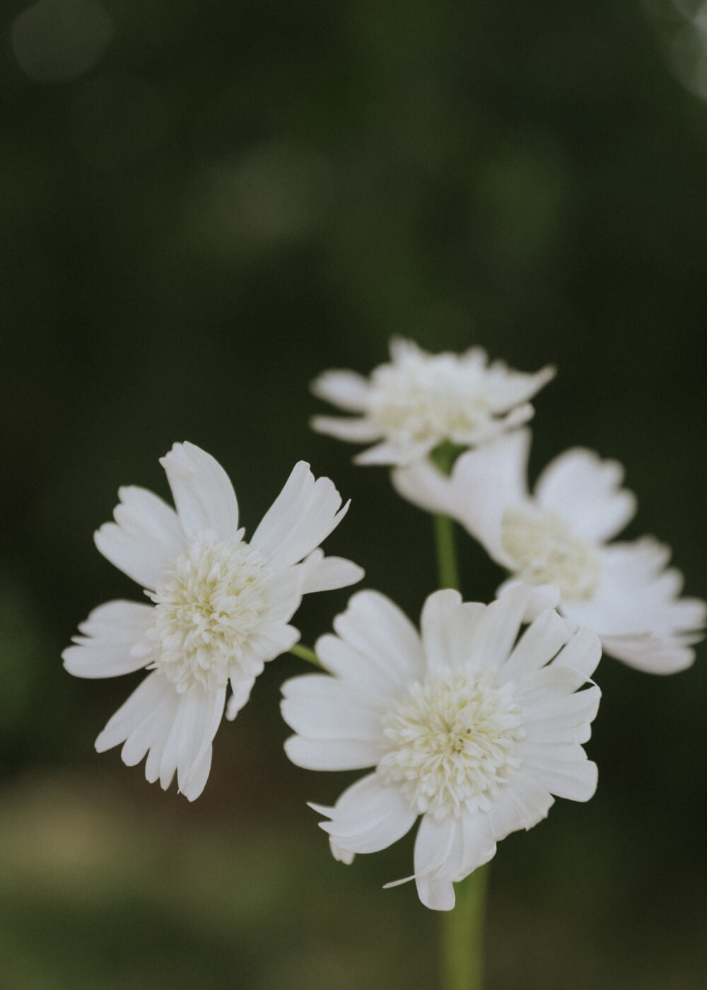Cosmos - White Popsocks