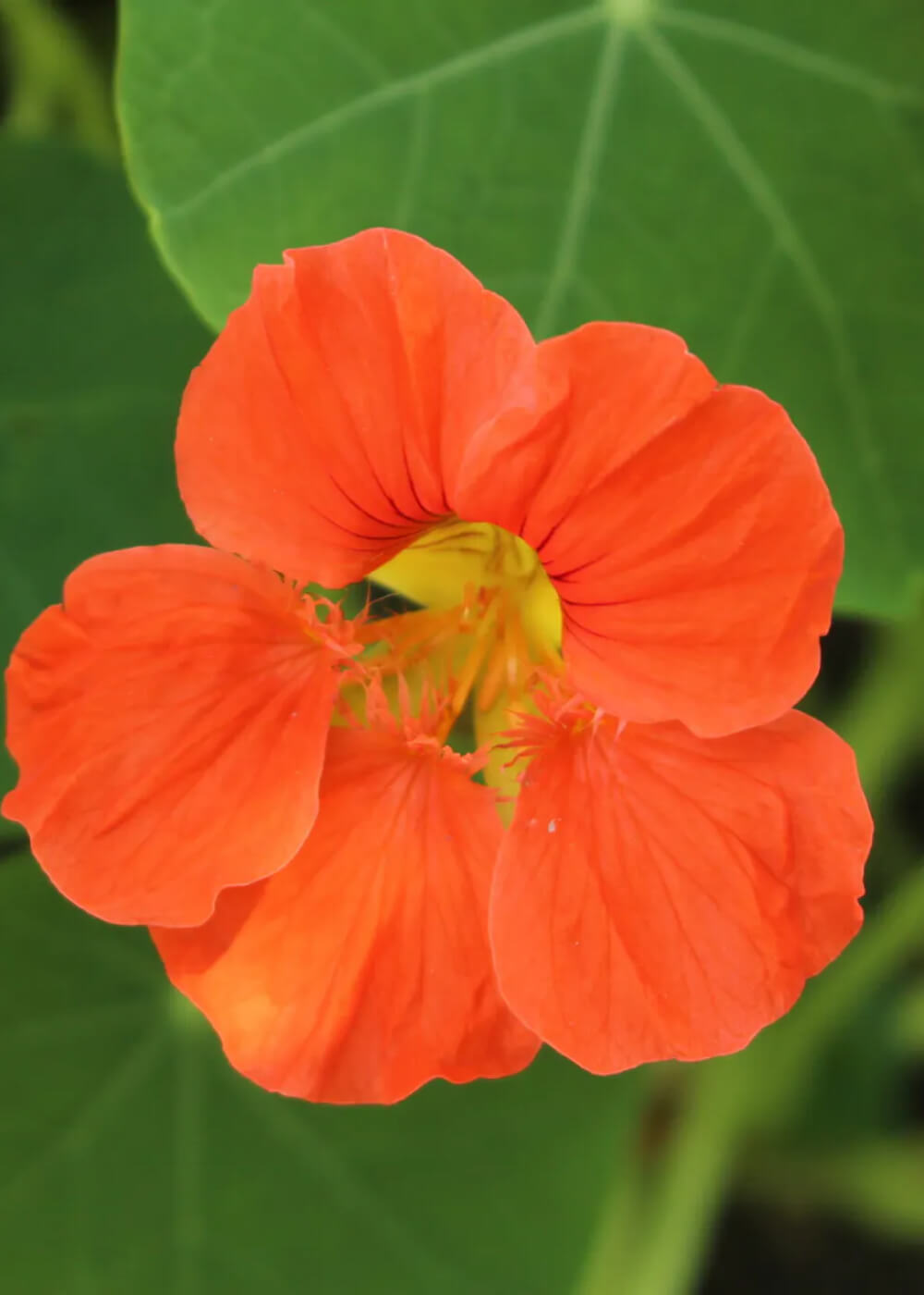 Slingerkrasse - Double Orange Gleam