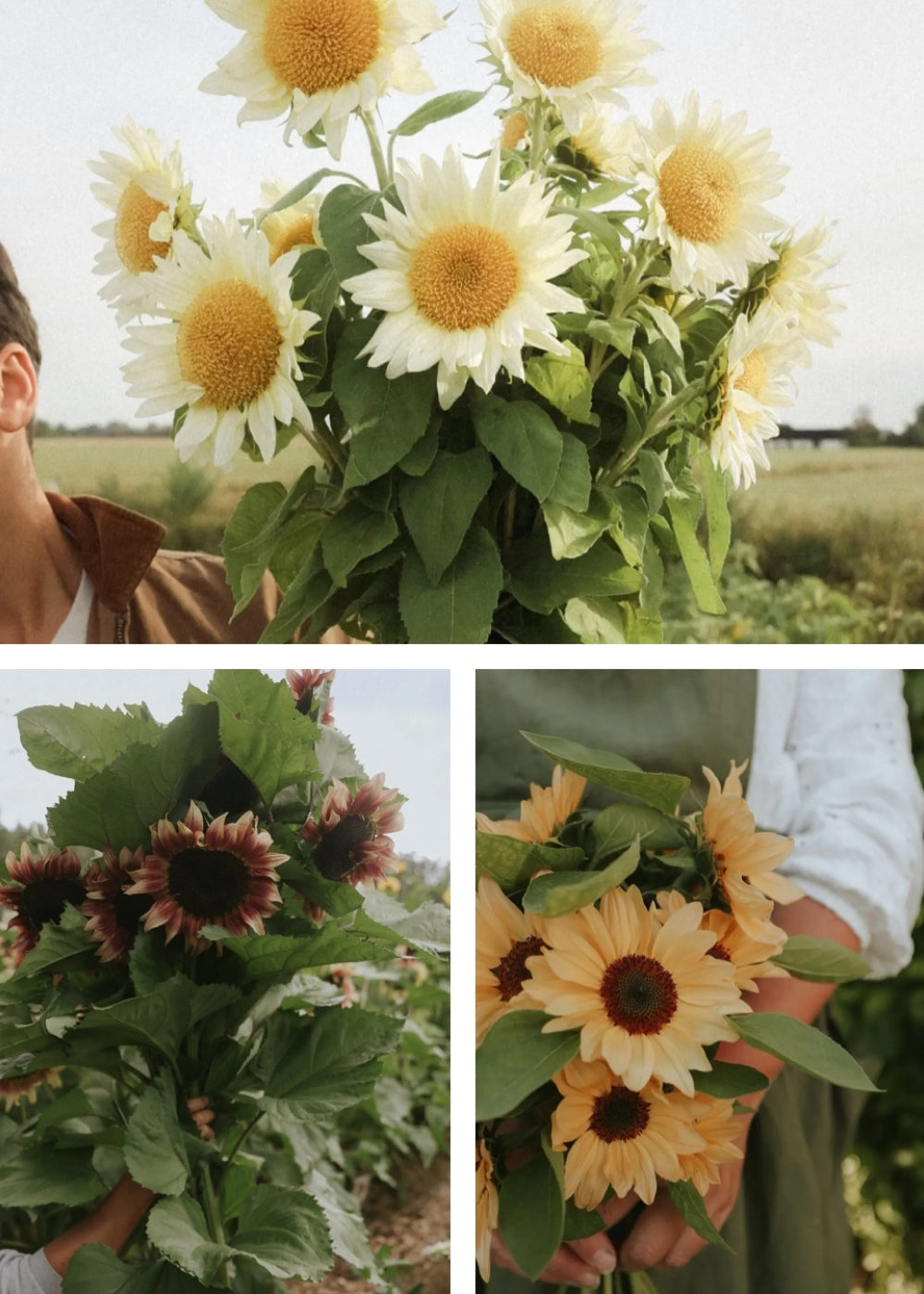 Sonneblume - Solero Mix