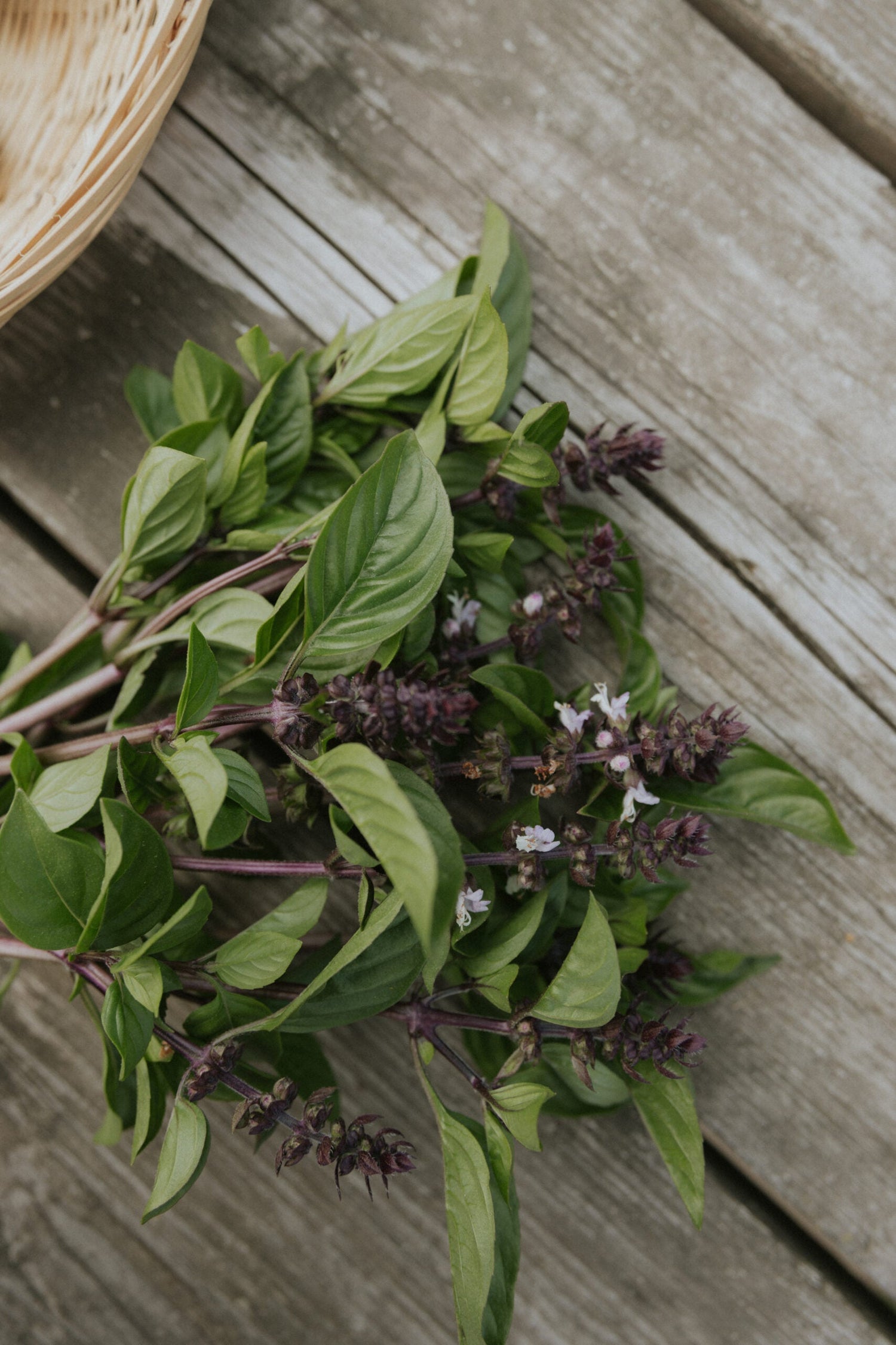 Thai Basil