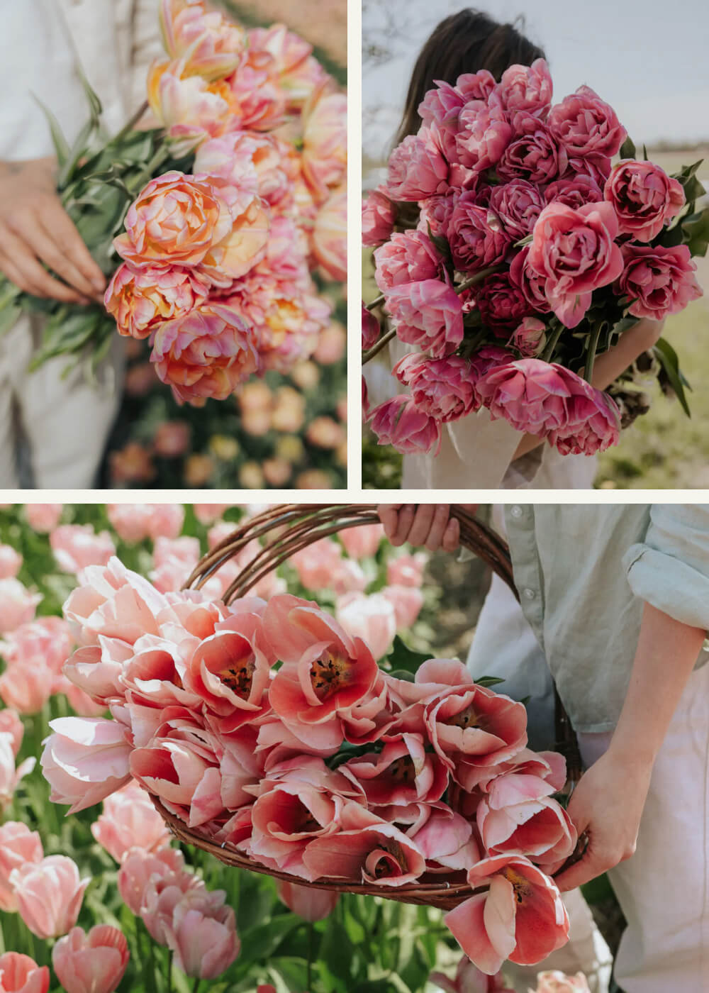 Tulpenpaket - Blushing Pink