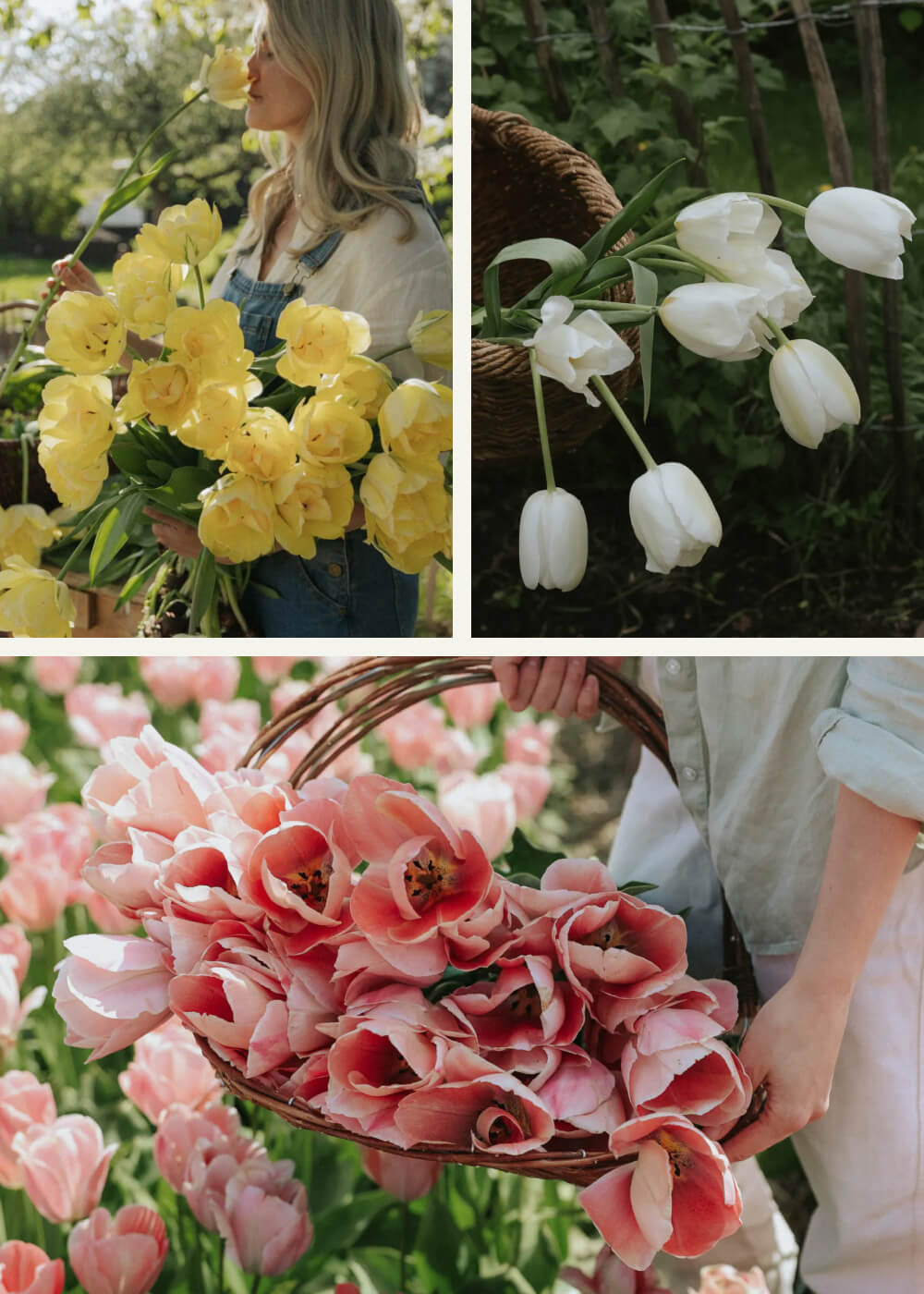 Tulpanpaket - Classic mix