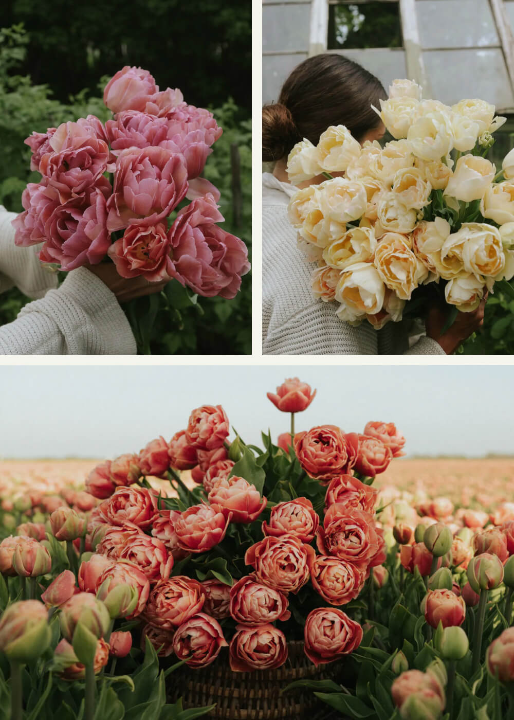 Tulpanpaket - Classic mix