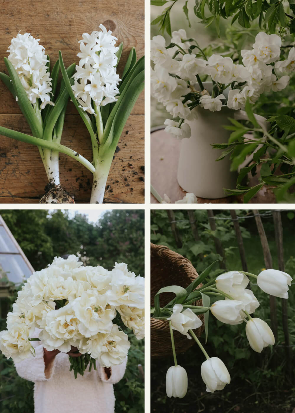 Blumezwiebelpaket - White Harmony