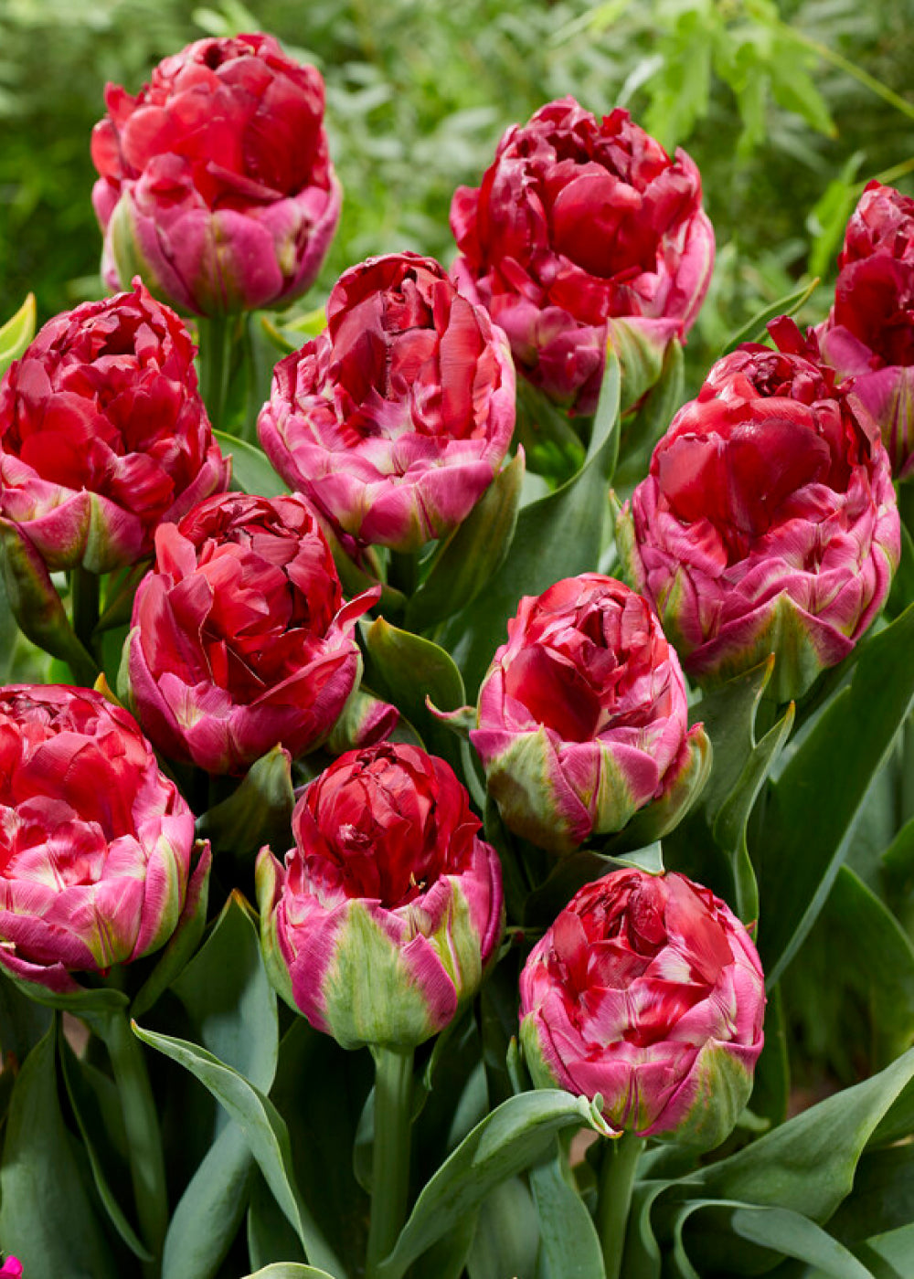 Tulip - Ice Cream Cranberry