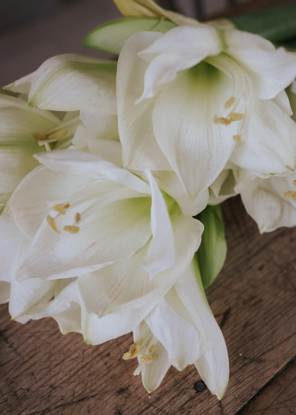 Amaryllis - Mont Blanc