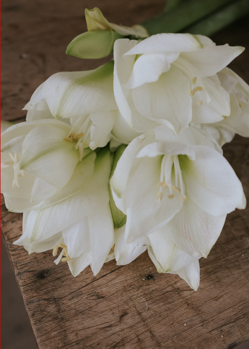 Amaryllis - Mont Blanc