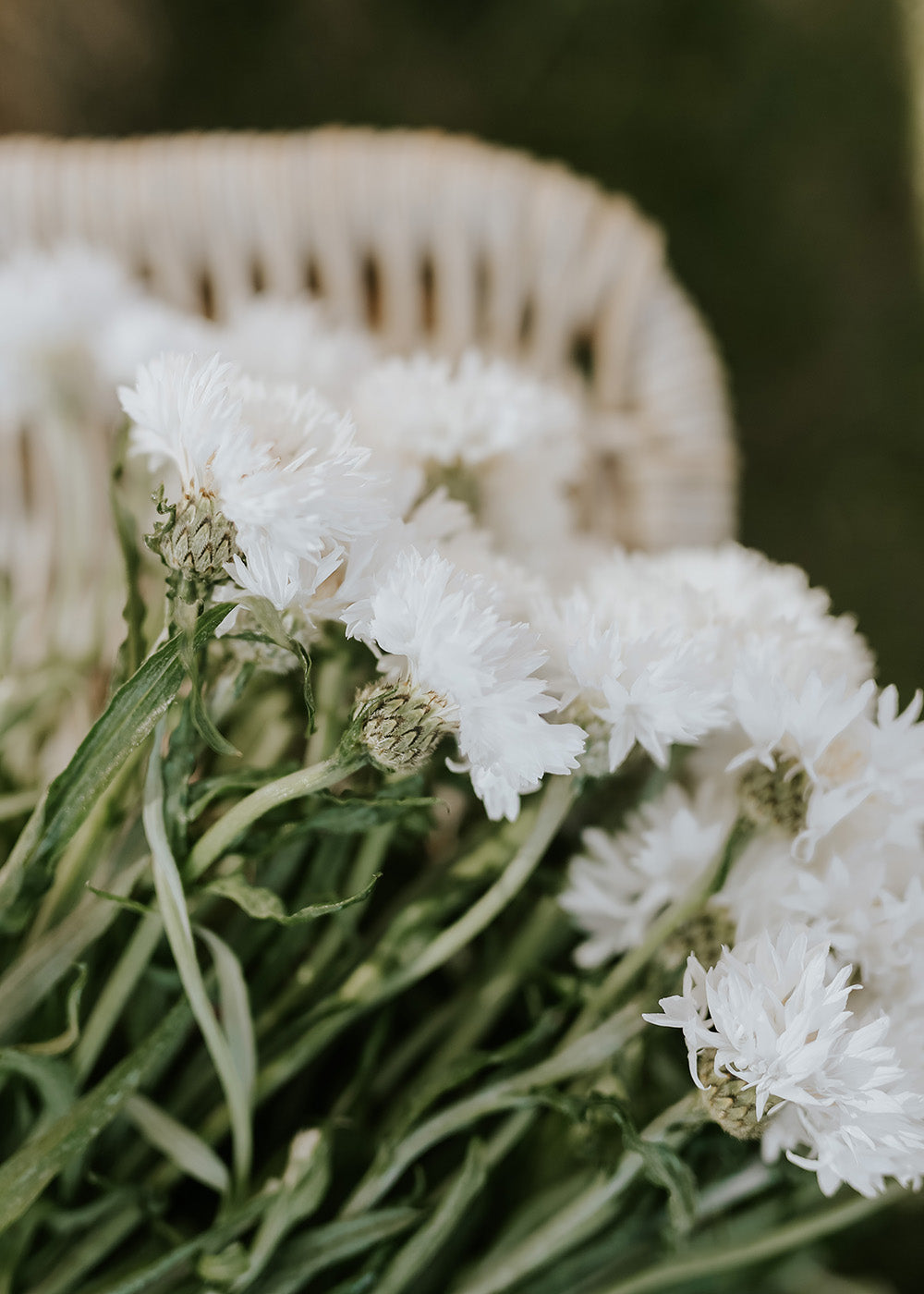 Cornflower - White Ball