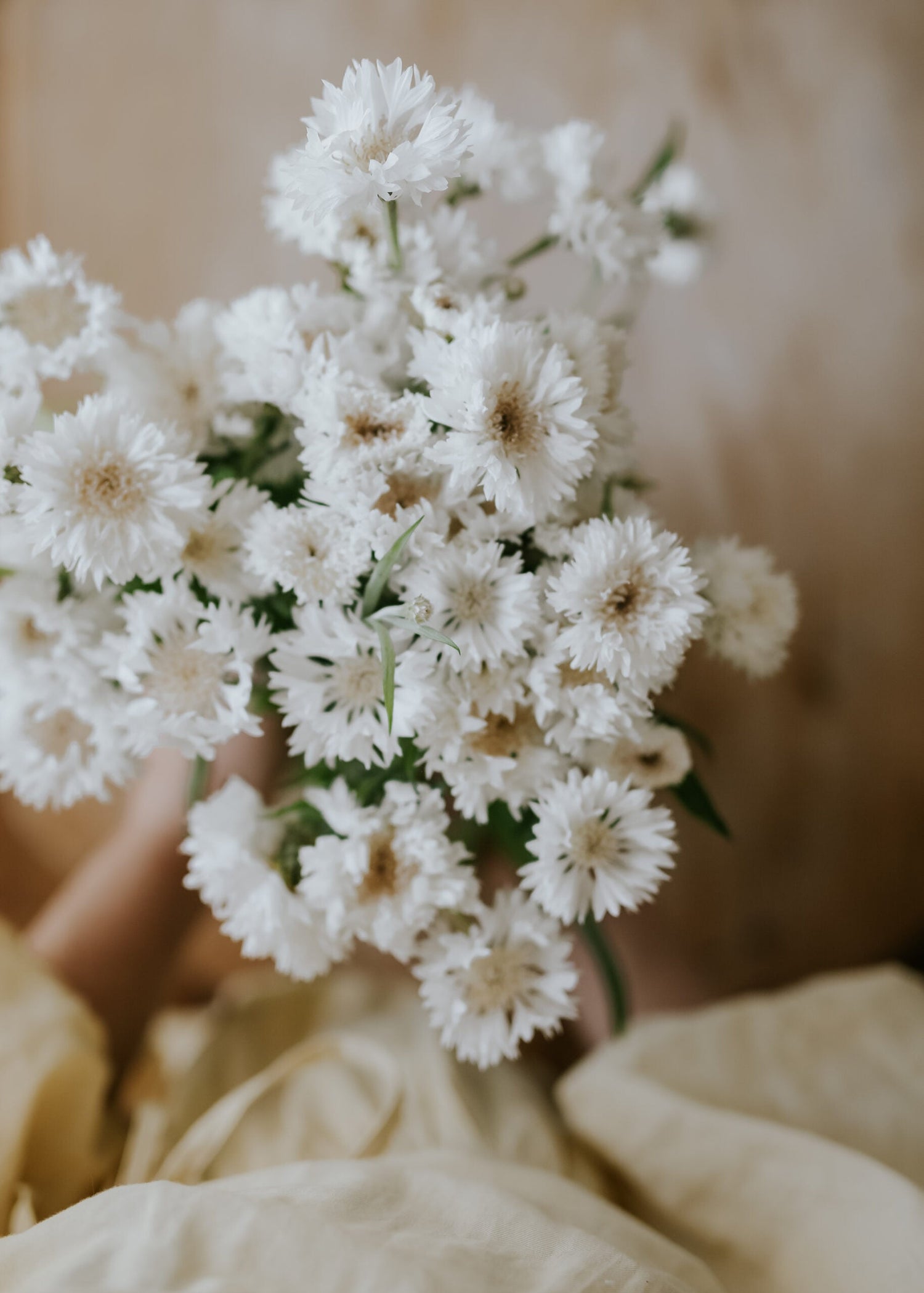 Cornflower - White Ball