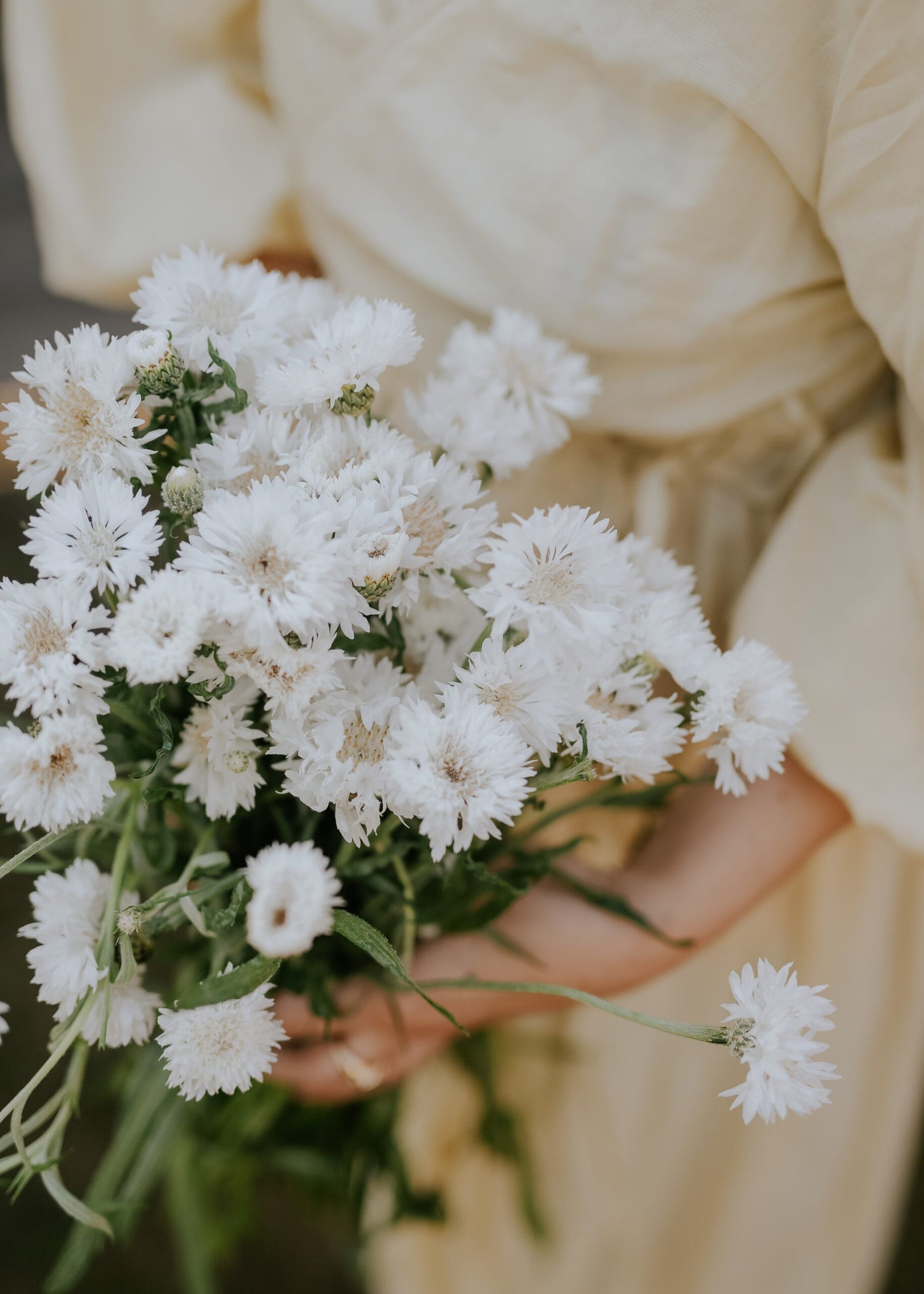 Kornblomst - White Ball